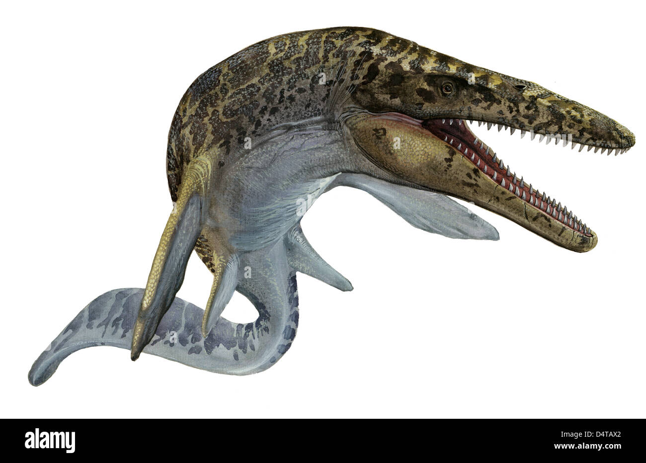 Illustration von Mosasaurus aus der Kreidezeit der Vorzeit. Stockfoto