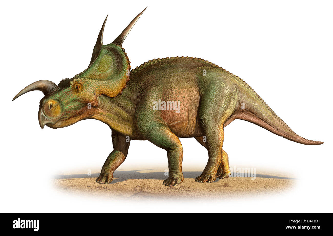 Einiosaurus Procurvicornis, einem prähistorischen Ära Dinosaurier aus der oberen Kreidezeit. Stockfoto