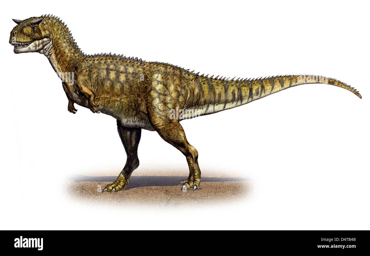 Carnotaurus Sastrei, einem prähistorischen Ära Dinosaurier aus der späten Kreidezeit. Stockfoto