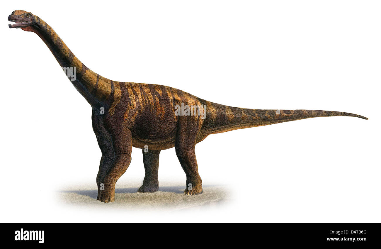 Abrosaurus Dongpoi, einem prähistorischen Ära Dinosaurier aus der Zeit des mittleren Jura. Stockfoto