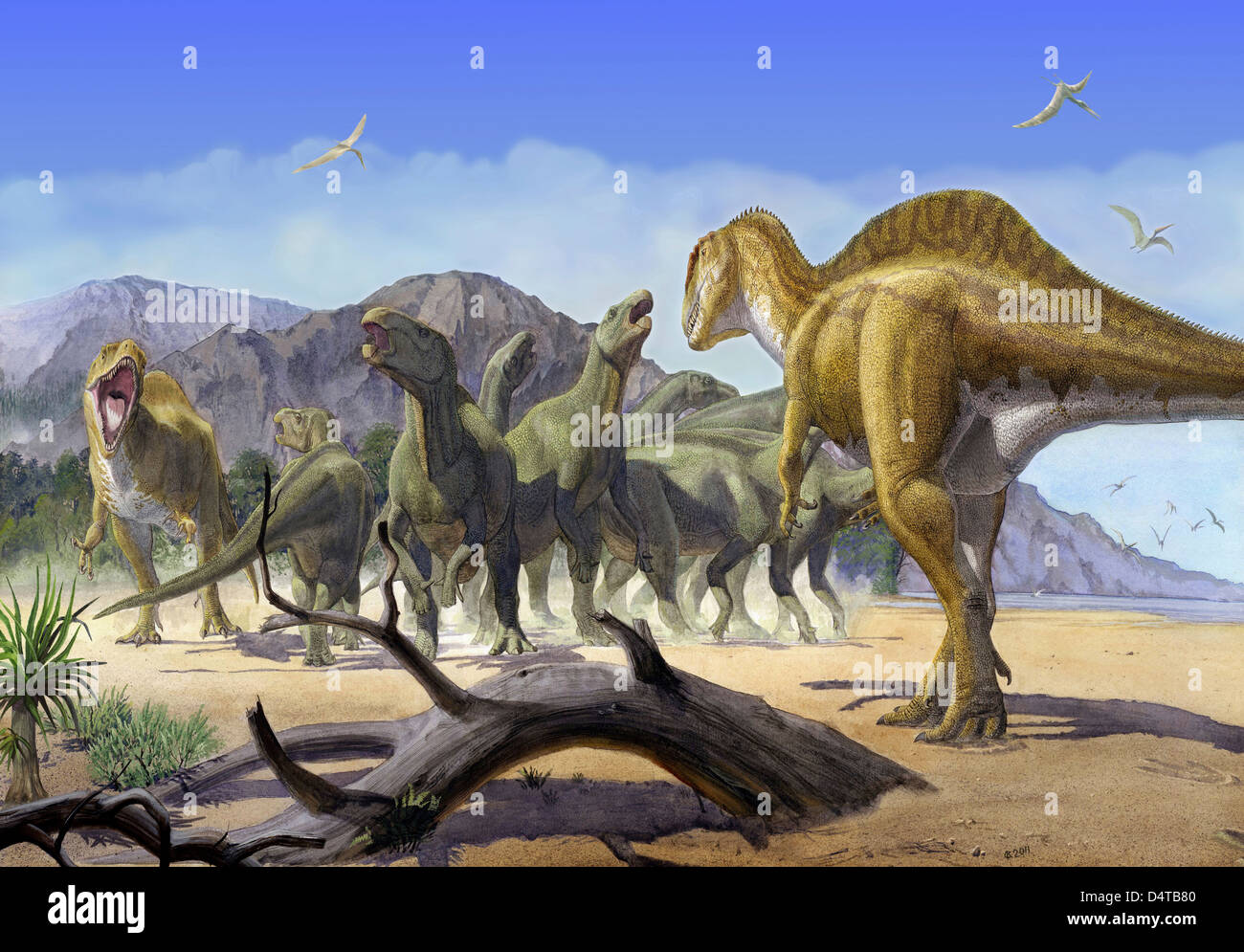 Ein paar Räuber Altispinax Dunkeri Dinosaurier Angriff eine Gruppe von Iguanodon. Stockfoto