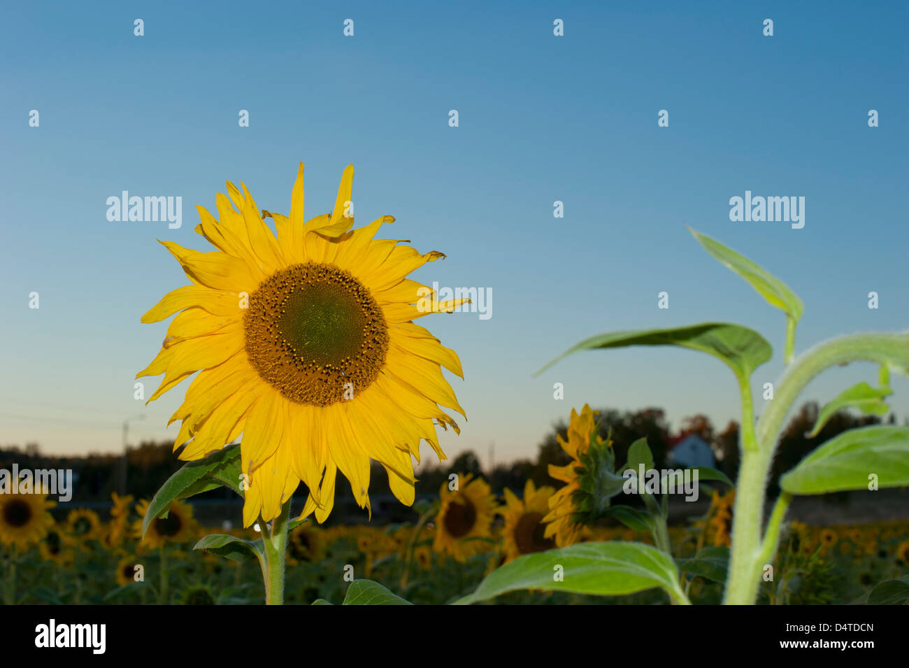 Sonnenblumen in einem Feld in Sundberg, Finnland Stockfoto