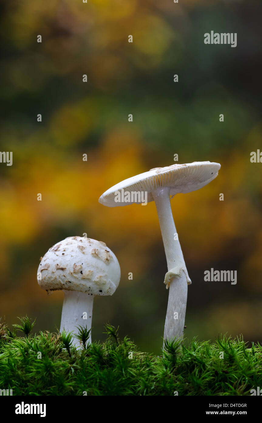 Zwei falsche Deathcaps (Amanita Citrina) wachsen inmitten von Moos in Clumber Park, Nottinghamshire. Oktober. Stockfoto