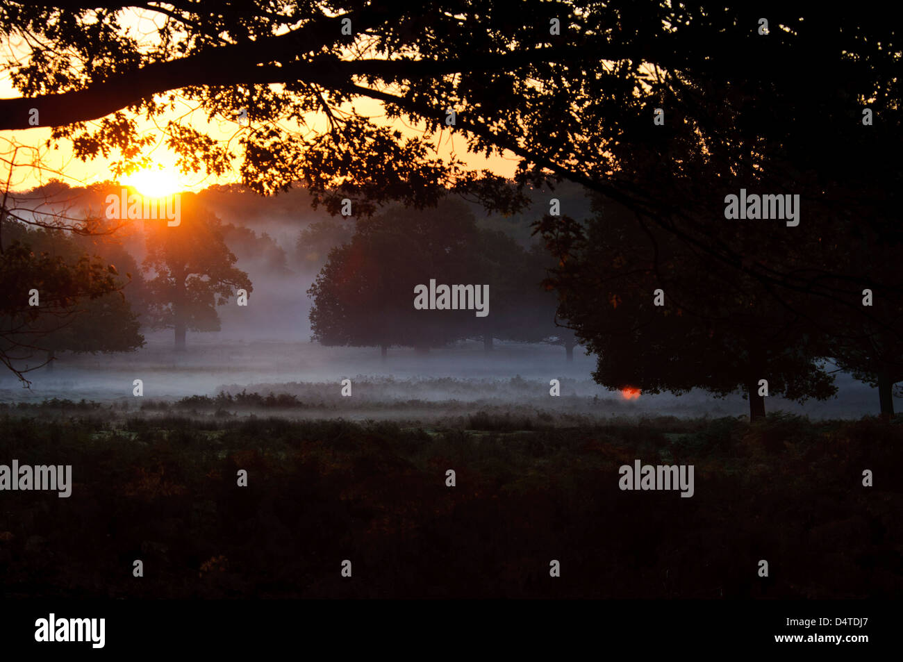 Sonnenaufgang an einem nebligen Herbstmorgen im Richmond Park. Oktober. Stockfoto