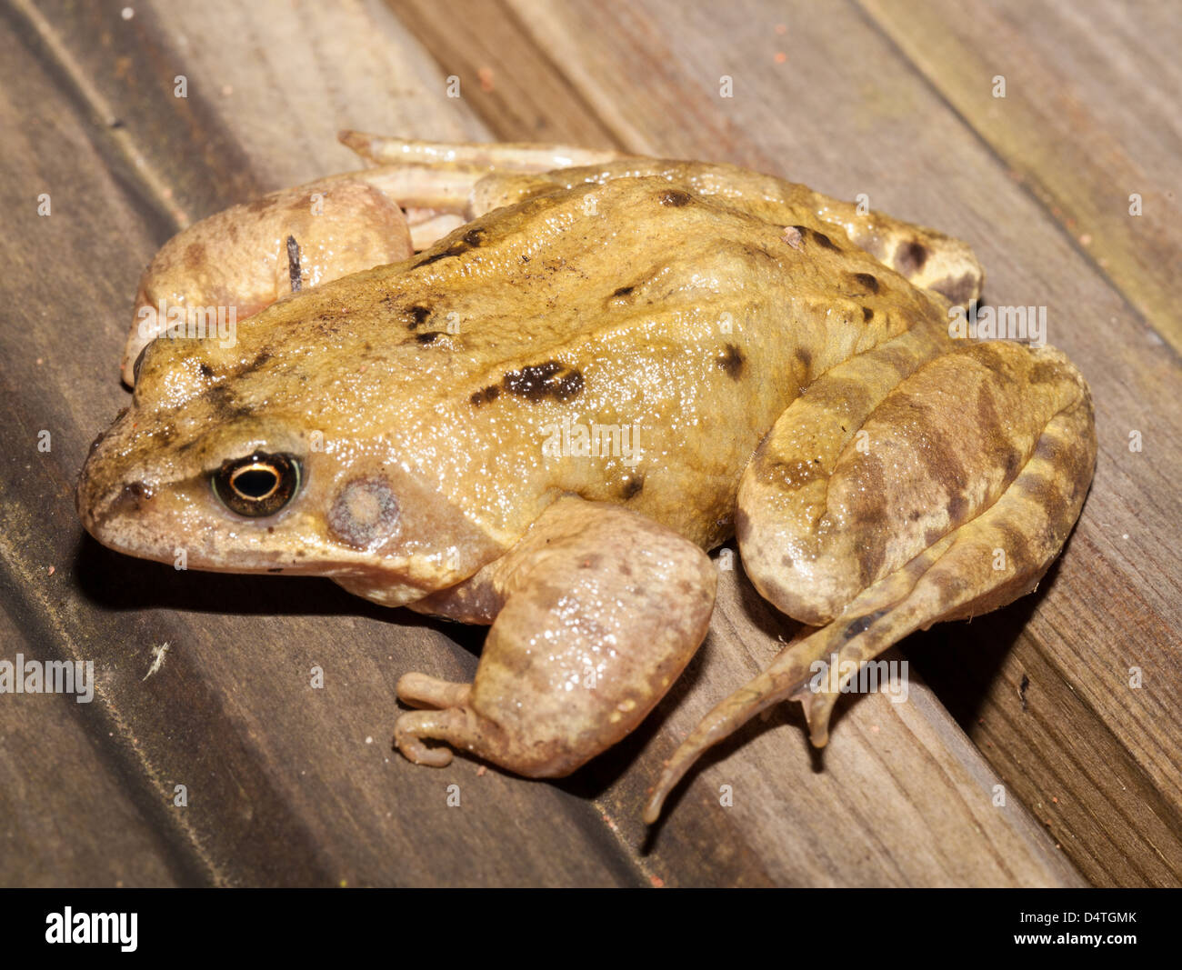 Nahaufnahme von Grasfrosch Stockfoto