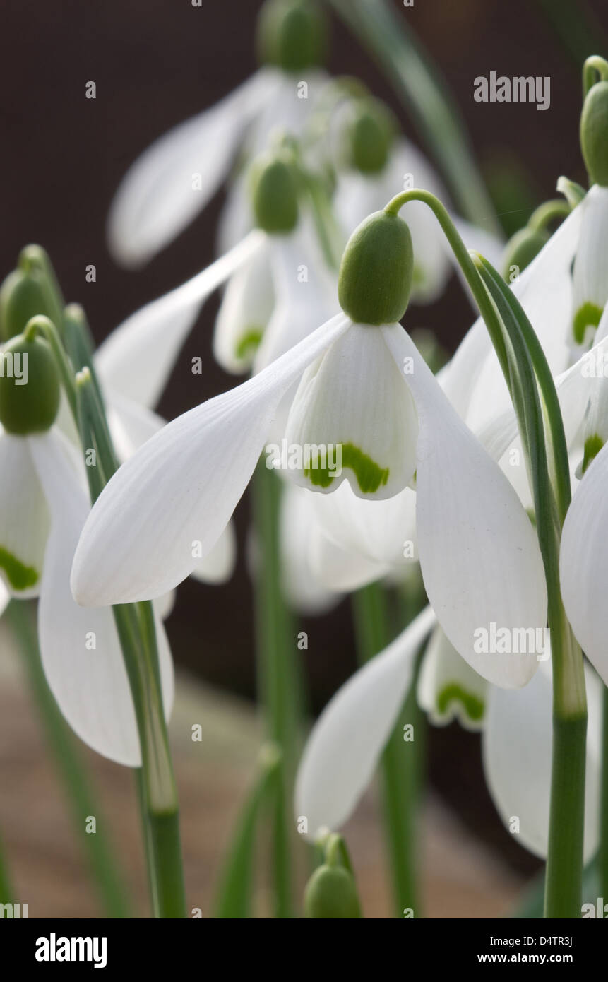 Galanthus (Schneeglöckchen) Brenda Troyle Stockfoto