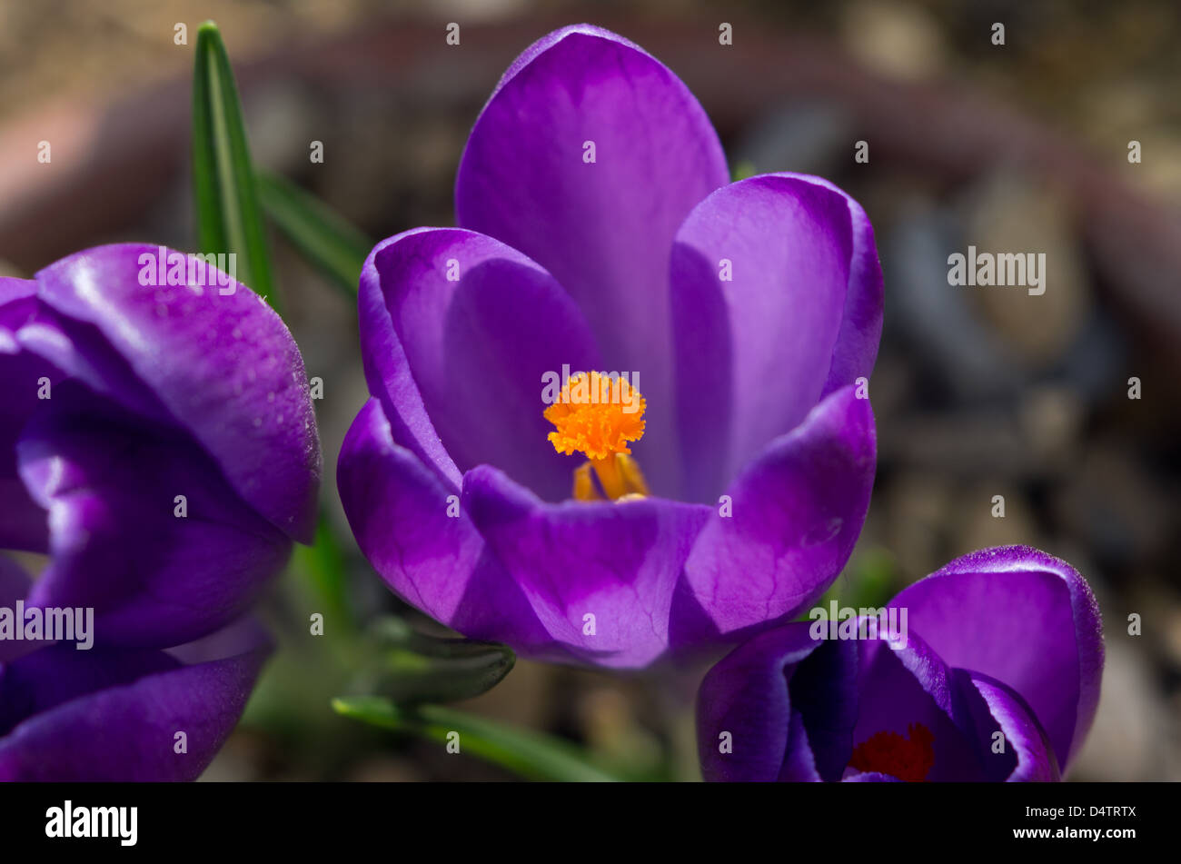 Crocus Vernus Michael lila Stockfoto
