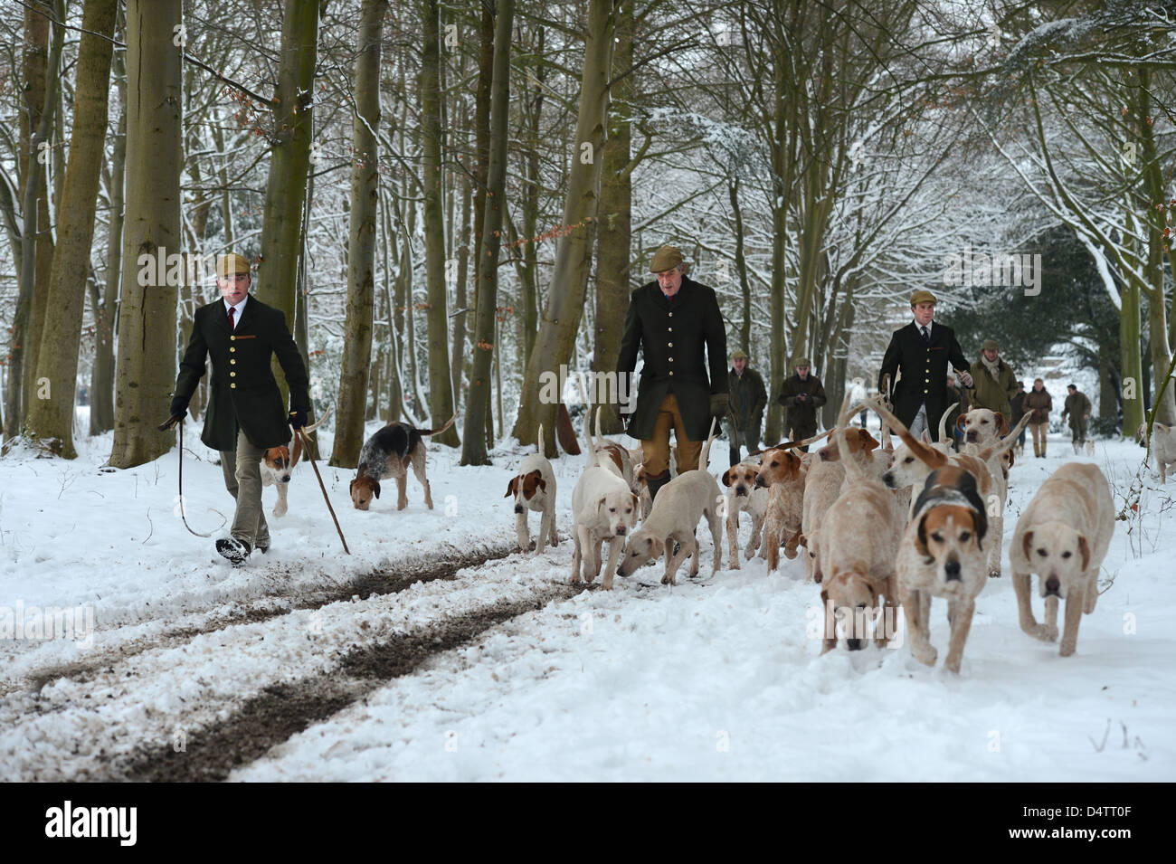 Die Beaufort-Jagd trainieren ihre Hunde im Badminton Park wurden waren sie nicht in der Lage, durch den Schnee - jagen Jäger Tony Holdswor Stockfoto