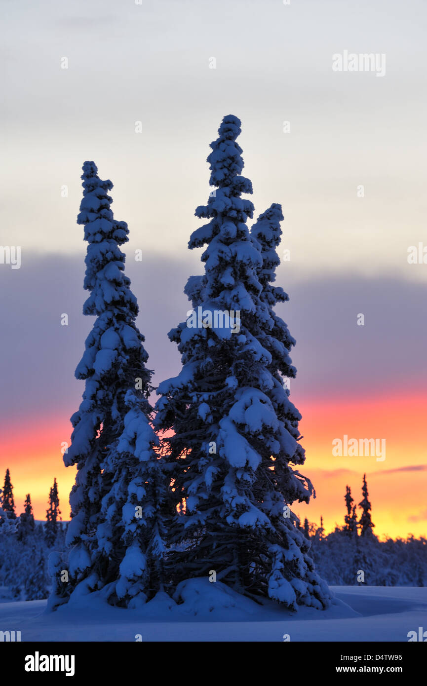 Sonnenaufgang hinter schneebedeckte Bäume im Winter, Lofsdalen, Härjedalen, Schweden, Europa Stockfoto