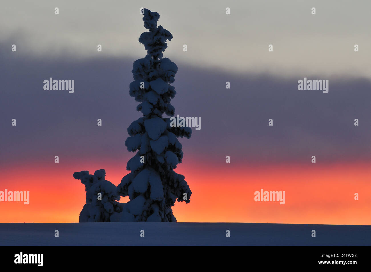 Sonnenuntergang hinter dem Baum im Winter, Lofsdalen, Härjedalen, Schweden, Europa Stockfoto