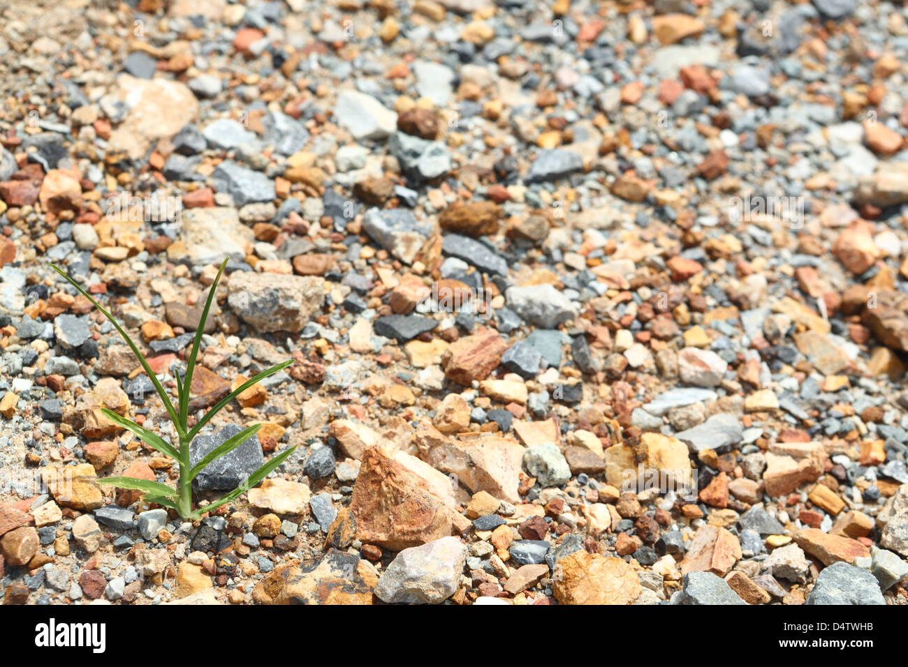 Graswuchs auf bunten Schotter Stockfoto