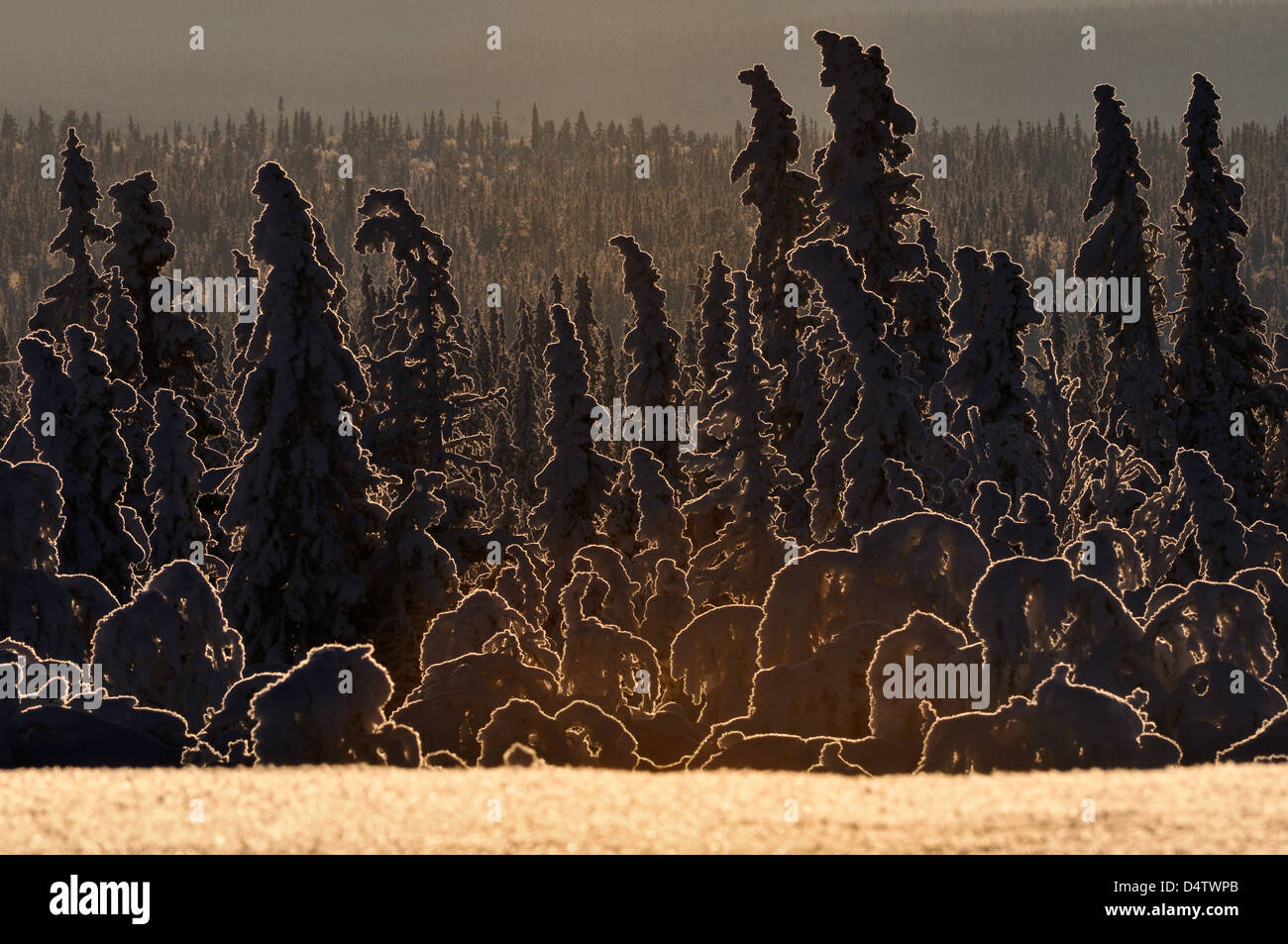 Winterbäume im Wald, Lofsdalen, Härjedalen, Schweden, Europa Stockfoto