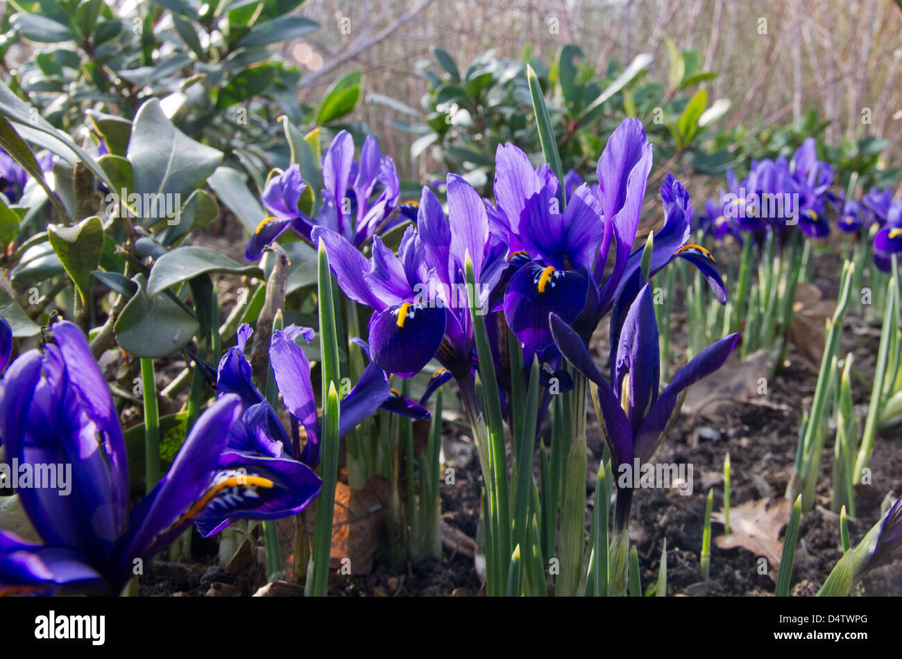 Iris Reticulata Harmonie Stockfoto
