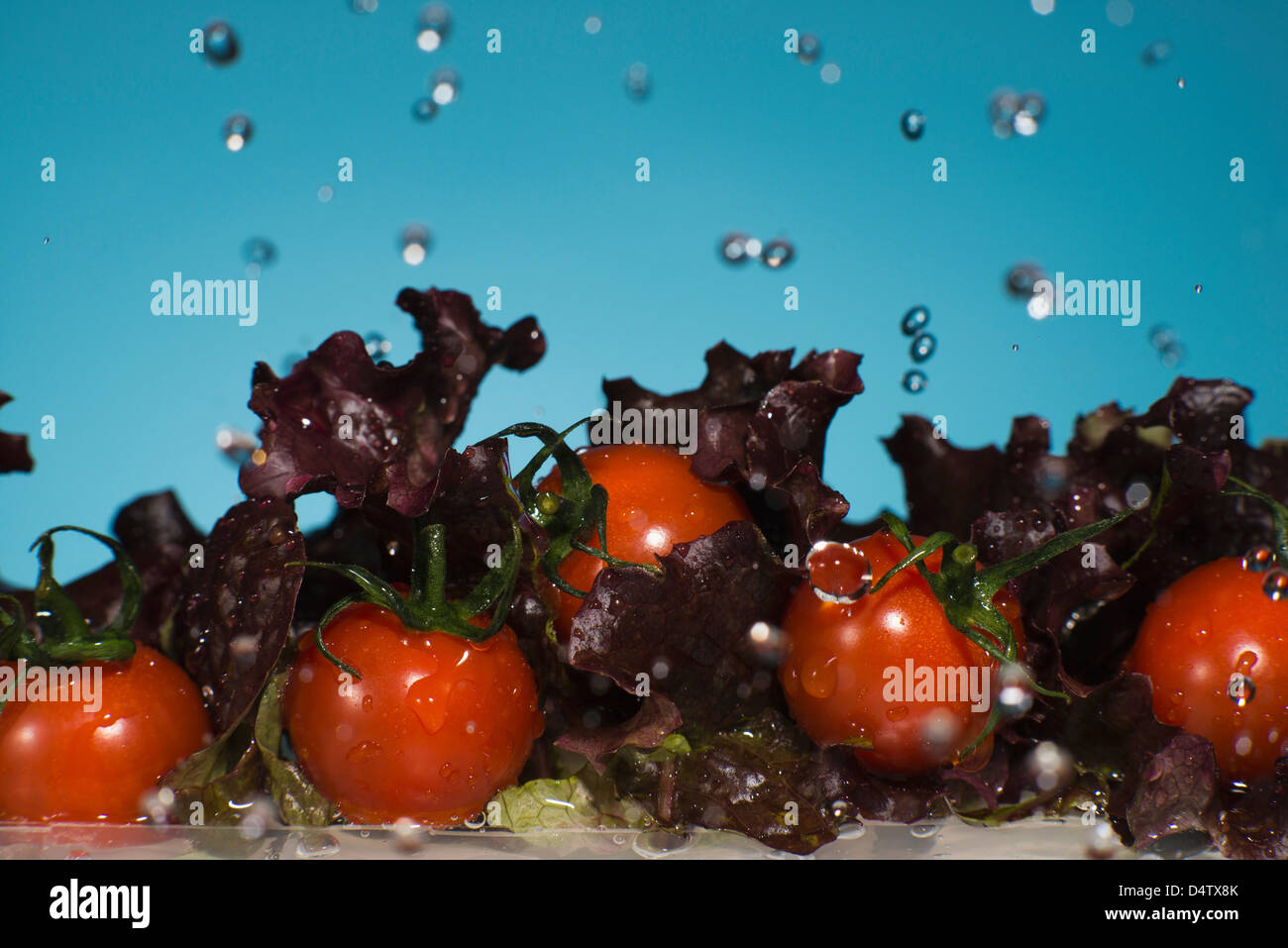 Salat und Tomaten im Wasser plantschen Stockfoto