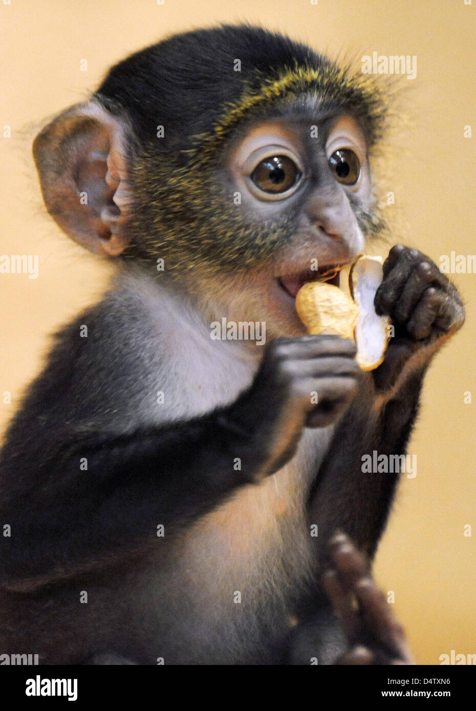 Drei Wochen alten Sykes Affe Baby spielt Whoopie mit einer Erdnuss im Zoo in Hannover, Deutschland, 2. Dezember 2009. Sykes Affen ursprünglich stammen aus Afrika und Leben von Früchten, Nüssen, Knospen und Insekten. Whoopie klebte eng an ihre Mutter Maggie in den ersten Wochen ihres Lebens, aber jetzt sie springt und klettert um das Gehäuse auf eigene Faust. Foto: Jochen Luebke Stockfoto