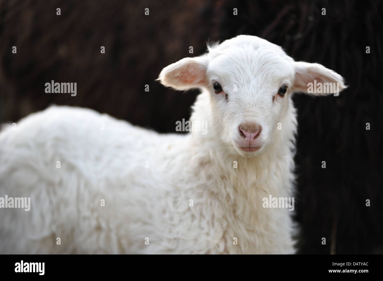 Weißes Lamm auf dem schwarzen Hintergrund Stockfoto