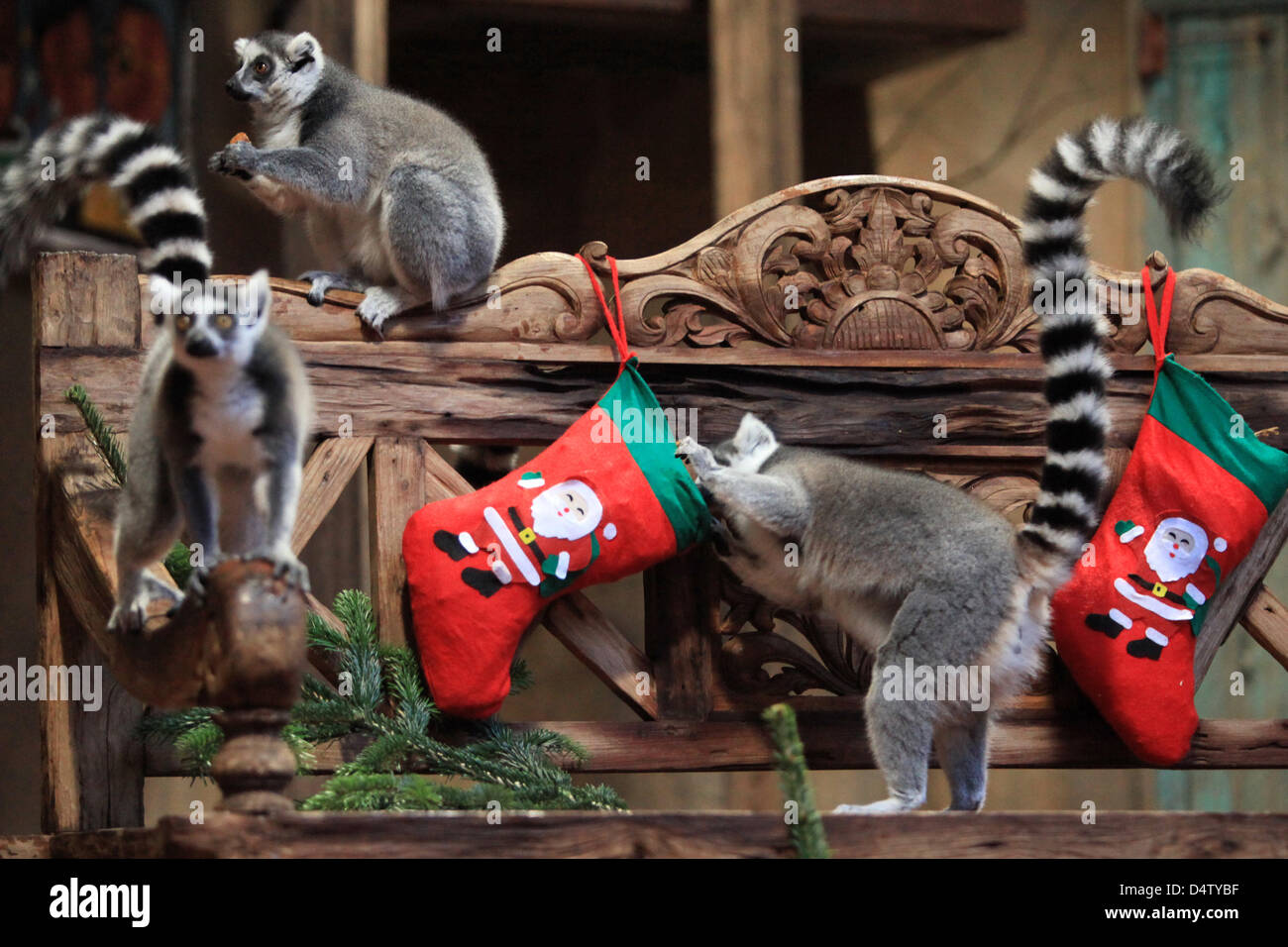 Kattas essen Äpfel, Rosinen und Nüssen, die ihnen in Santa Claus Stiefeln auf das tropische Aquarium im Zoo Hagenbeck in Hamburg, Deutschland, 4. Dezember 2009 gegeben wurden. Lemuren ursprünglich stammen aus Madagaskar und sind leicht zu erkennen an ihren farbigen Kopf und Schweif. Foto: BODO MARKS Stockfoto