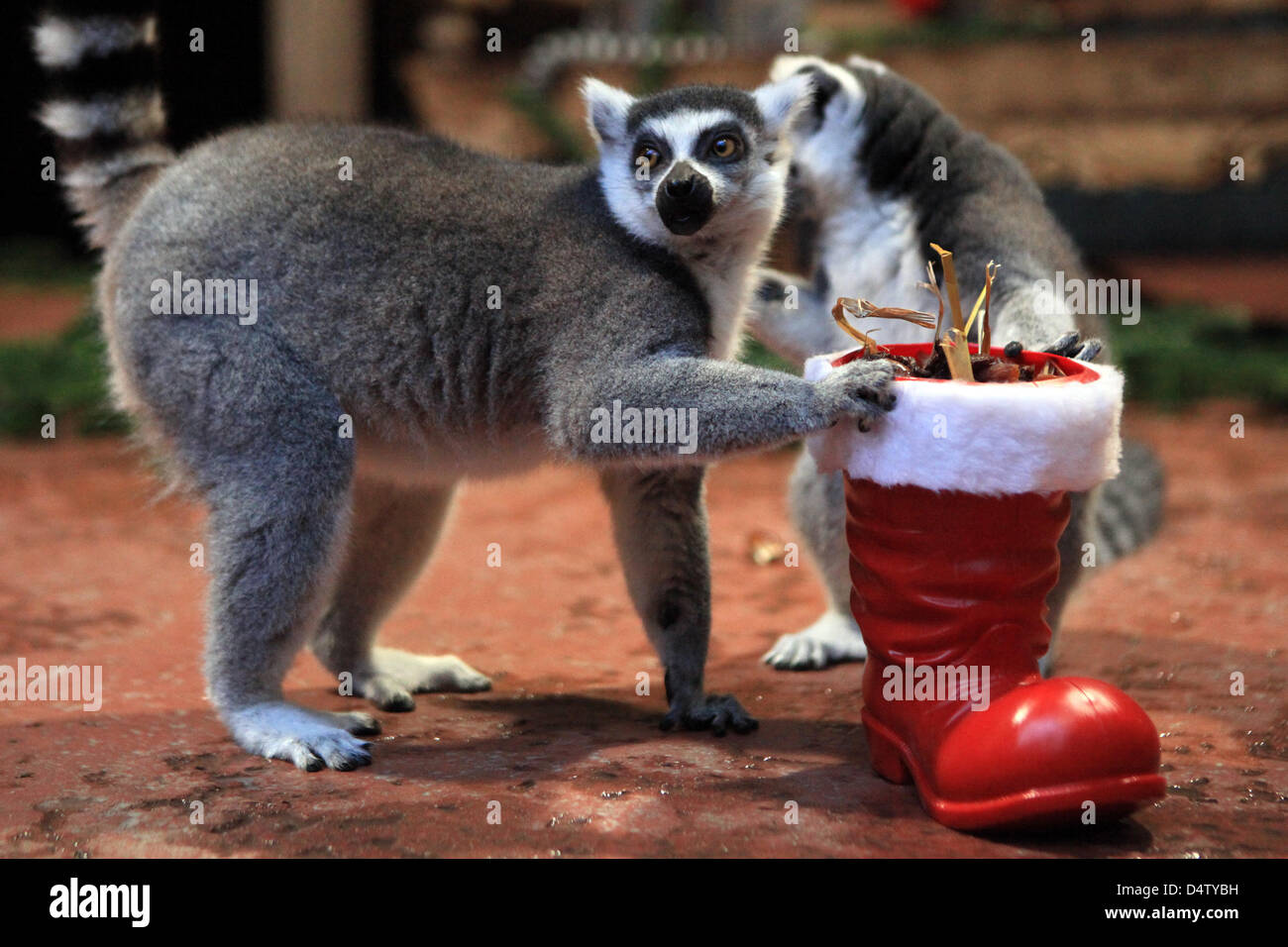 Kattas essen Äpfel, Rosinen und Nüssen, die ihnen in einem Boot Santa Claus im tropischen Aquarium im Zoo Hagenbeck in Hamburg, Deutschland, 4. Dezember 2009 gegeben wurden. Lemuren ursprünglich stammen aus Madagaskar und sind leicht zu erkennen an ihren farbigen Kopf und Schweif. Foto: Bodo Marks Stockfoto