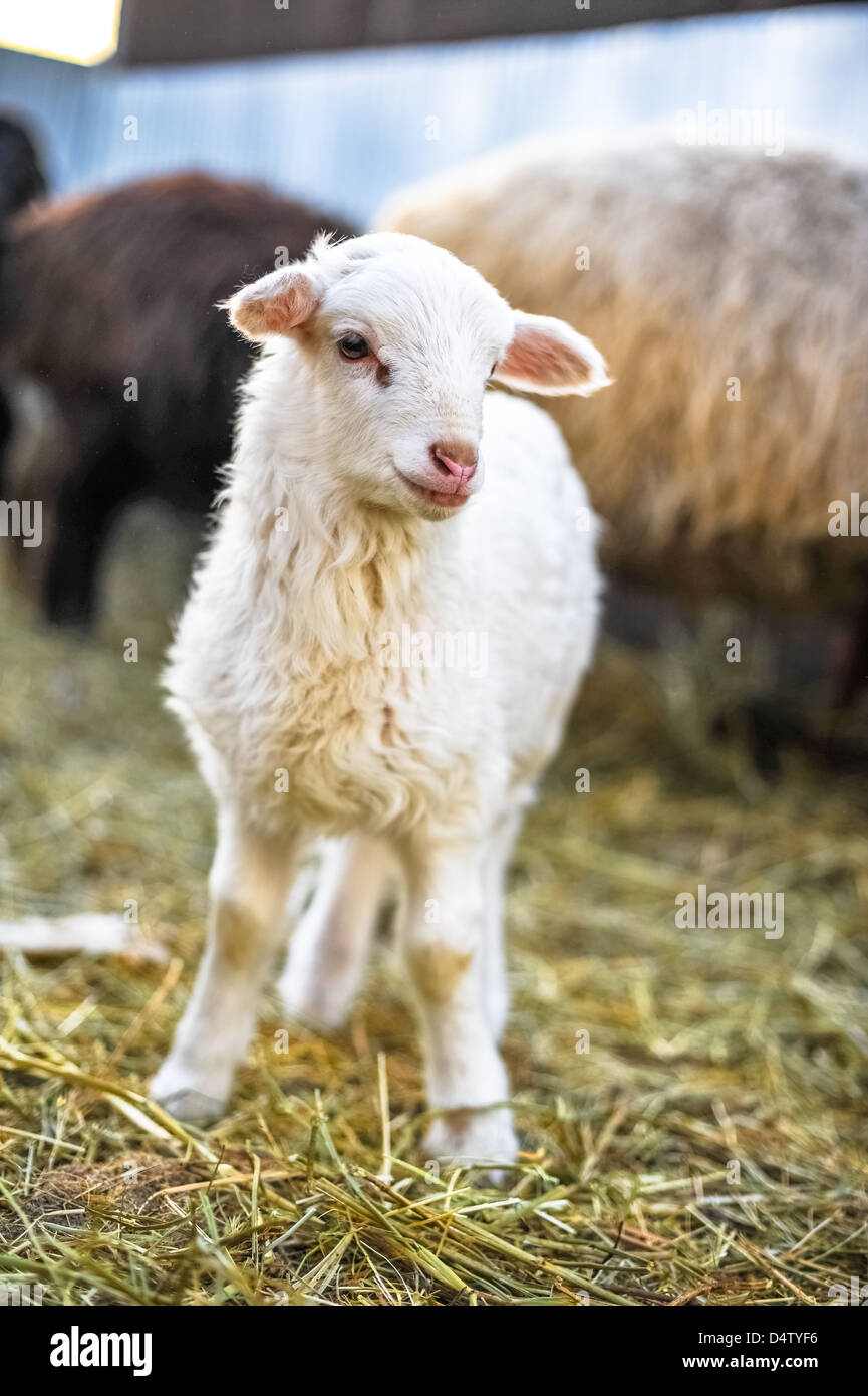 Weißes kleines Lamm Stockfoto