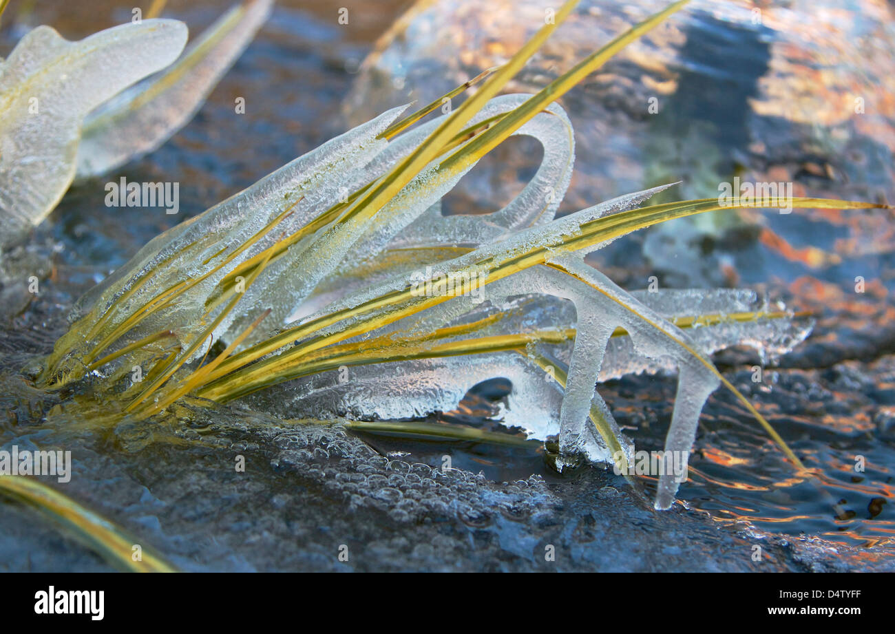 Eis Auf Gras Stockfotos und bilder Kaufen Alamy