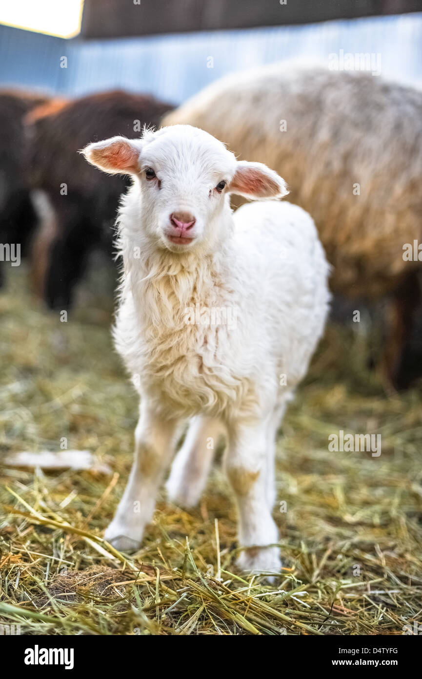 Weißes kleines Lamm Stockfoto