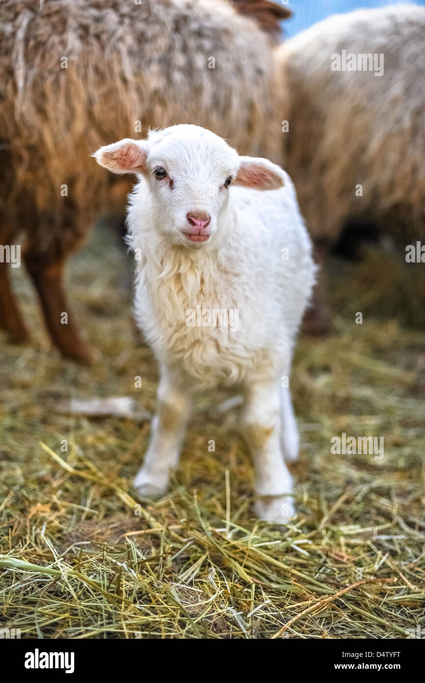 Weißes kleines Lamm Stockfoto