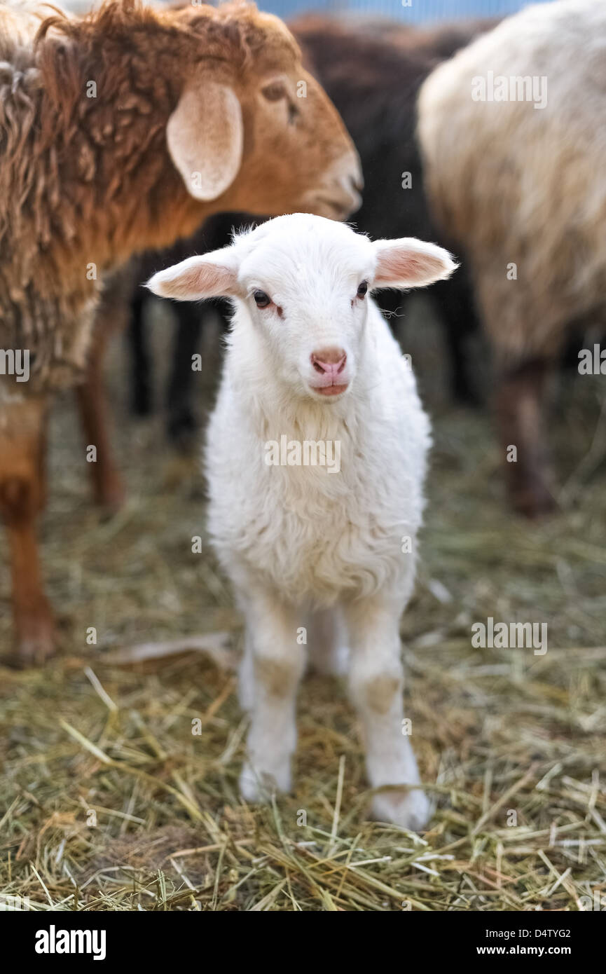 Weißes kleines Lamm Stockfoto