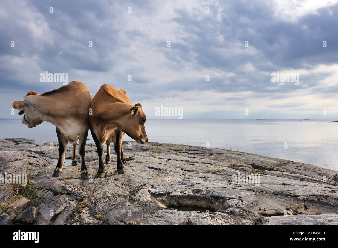 Rinder, die uns etwa auf Felsen, Lurö, Vänern, Schweden, Europa Stockfoto