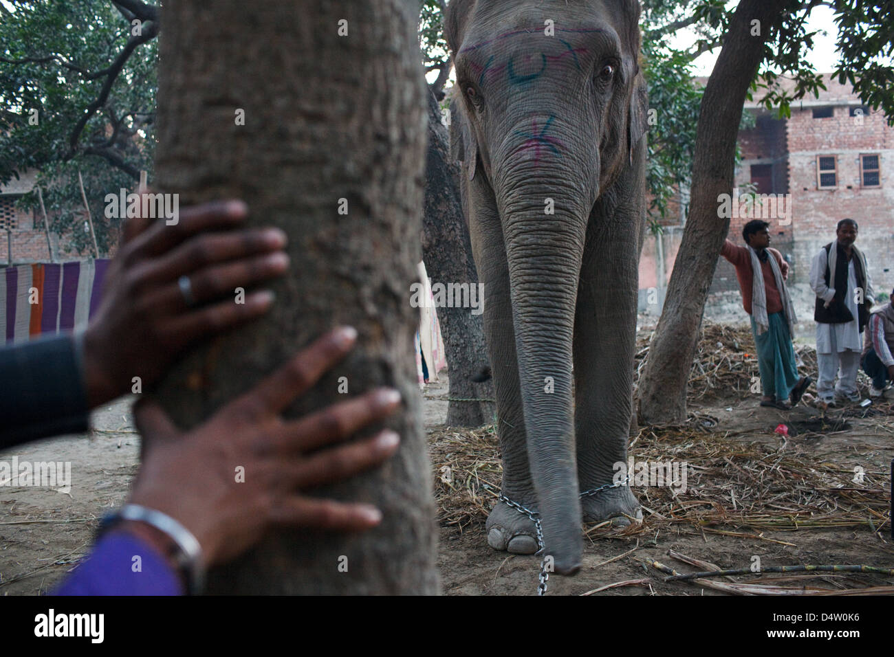 Elefanten zum Verkauf an Sonepur Mela Viehmarkt in Bihar, Indien Stockfoto