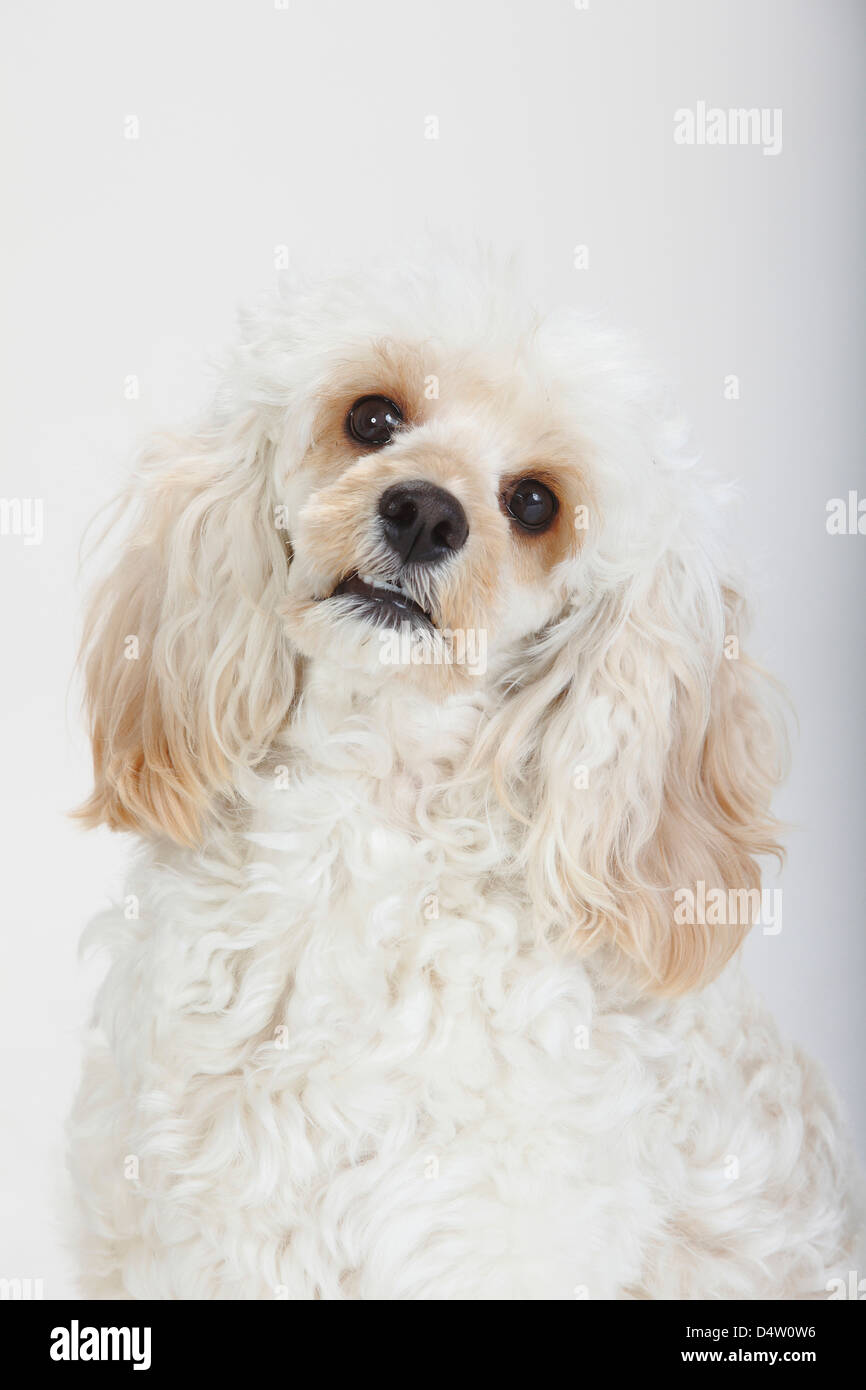 Gemischte Rasse Hund / Cockerpoo, Cockapoo | Mischlingshund / Cockerpoo, Cockapoo Stockfoto