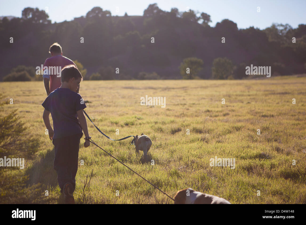 Vater und Sohn gehen Hunde im Feld Stockfoto