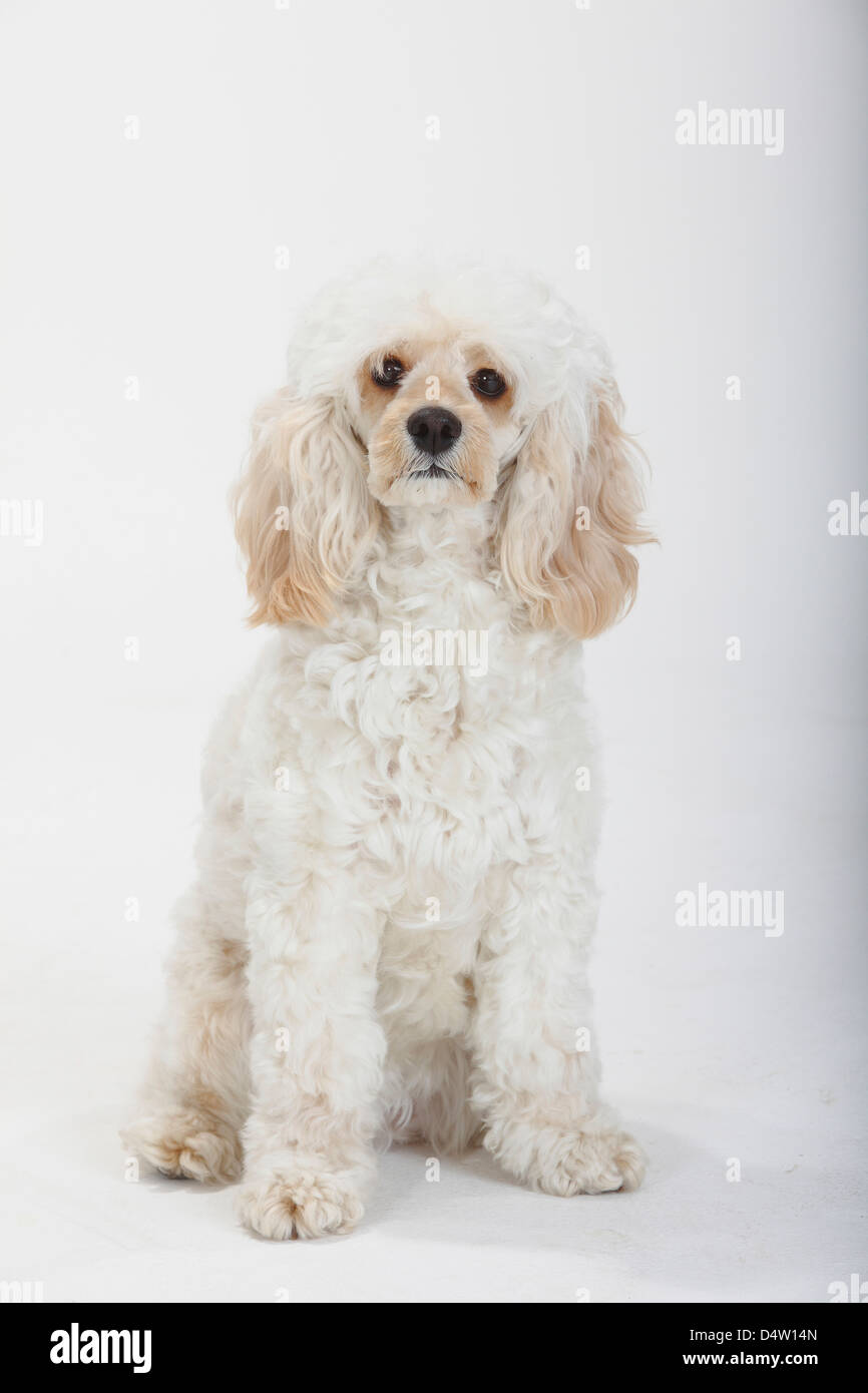 Gemischte Rasse Hund / Cockerpoo, Cockapoo | Mischlingshund / Cockerpoo, Cockapoo Stockfoto