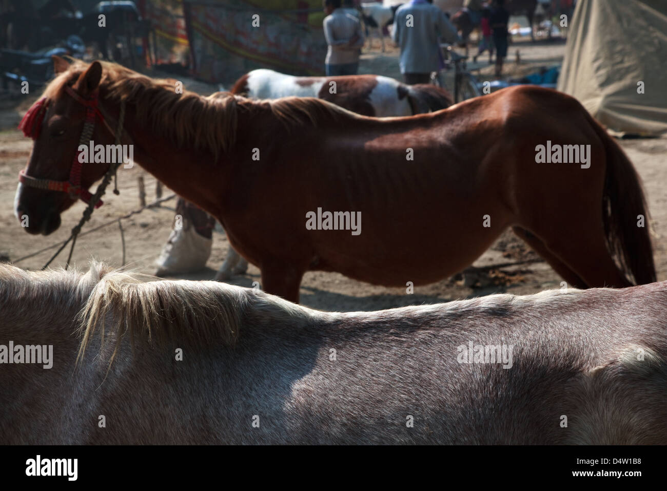 Verkaufspferde am Viehmarkt Sonepur Mela, Bihar, Indien Stockfoto