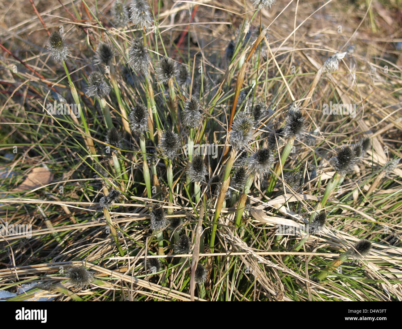 die Blüte von Hare´s-Tail Wollgras / Wollgras Vaginatum / Scheiden-Wollgras Stockfoto