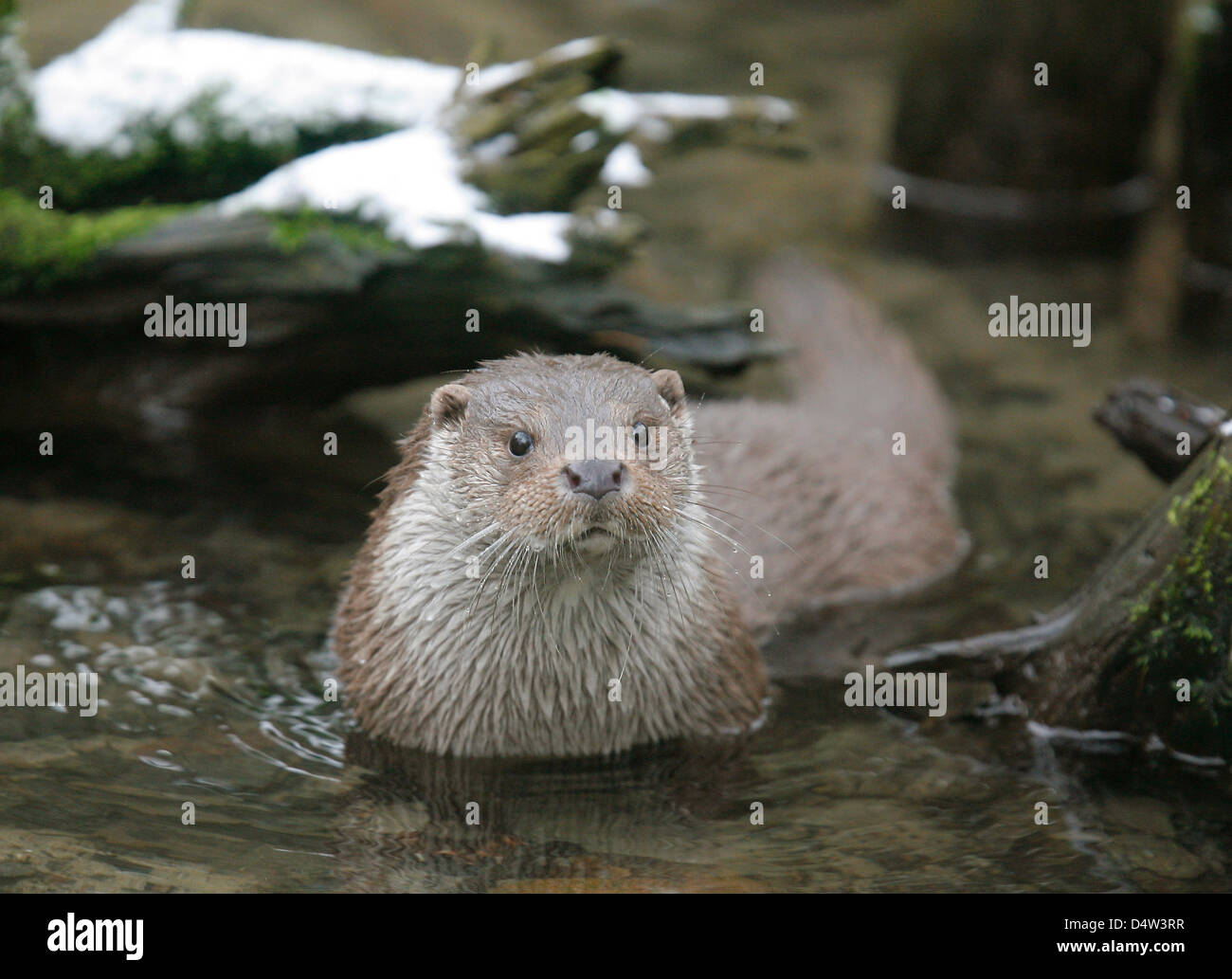 Otter Karna schwimmt in seinem Gehege im "Tierpark Kunsterspring" in der Nähe von Neuruppin, Deutschland, 14. Dezember 2009. Nach dem Tod von ihren Brüdern und Schwestern und ihre Mutter konnte Karna Nachwuchs im nächsten Jahr liefern. Otter, die vom Aussterben bedroht sind, erreichen eine Größe von bis zu 90 cm und einem Gewicht von bis zu 13 kg. Foto: Bernd Settnik Stockfoto