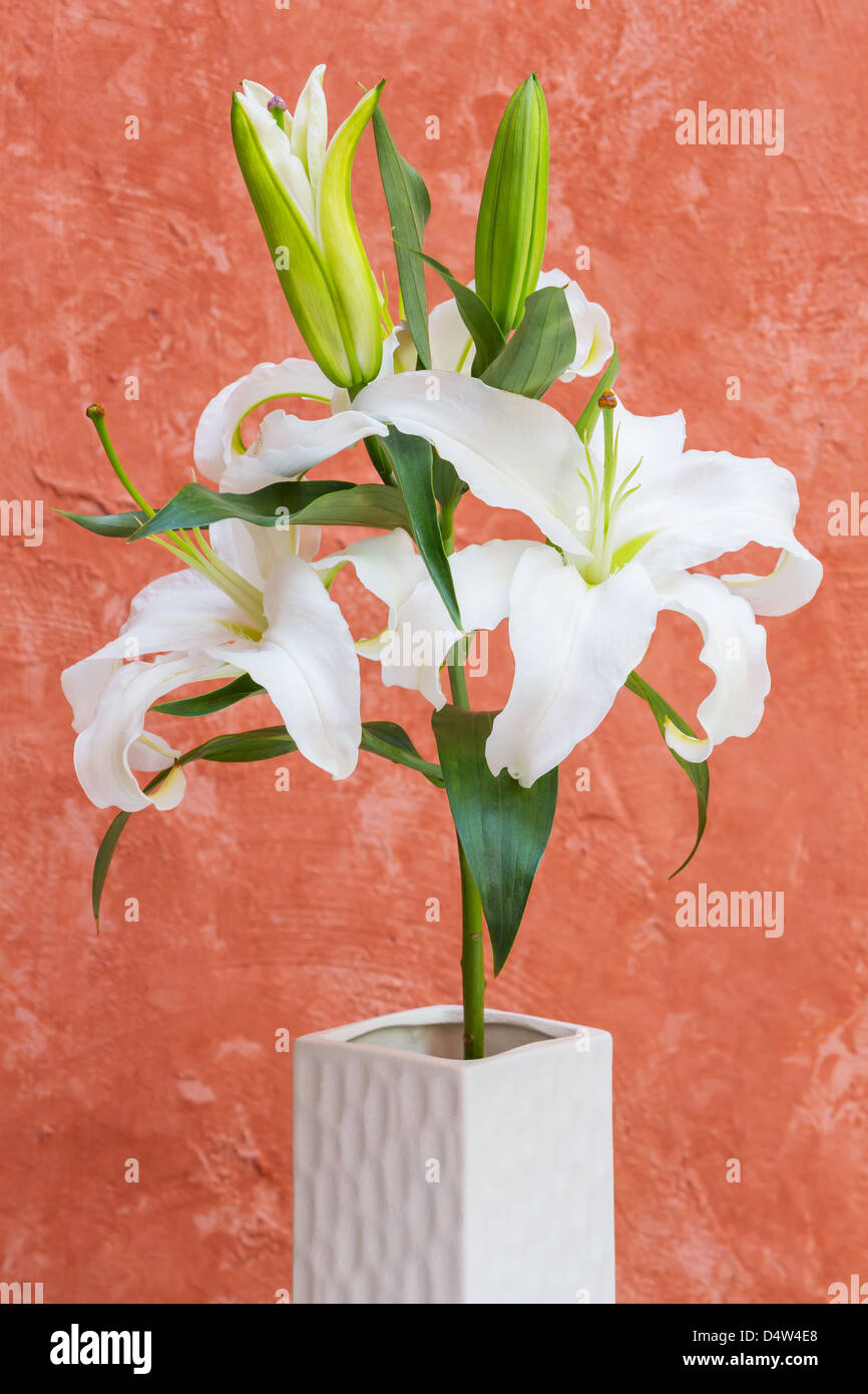 Weiße Lilie in Vase auf Grunge Hintergrund isoliert Stockfoto