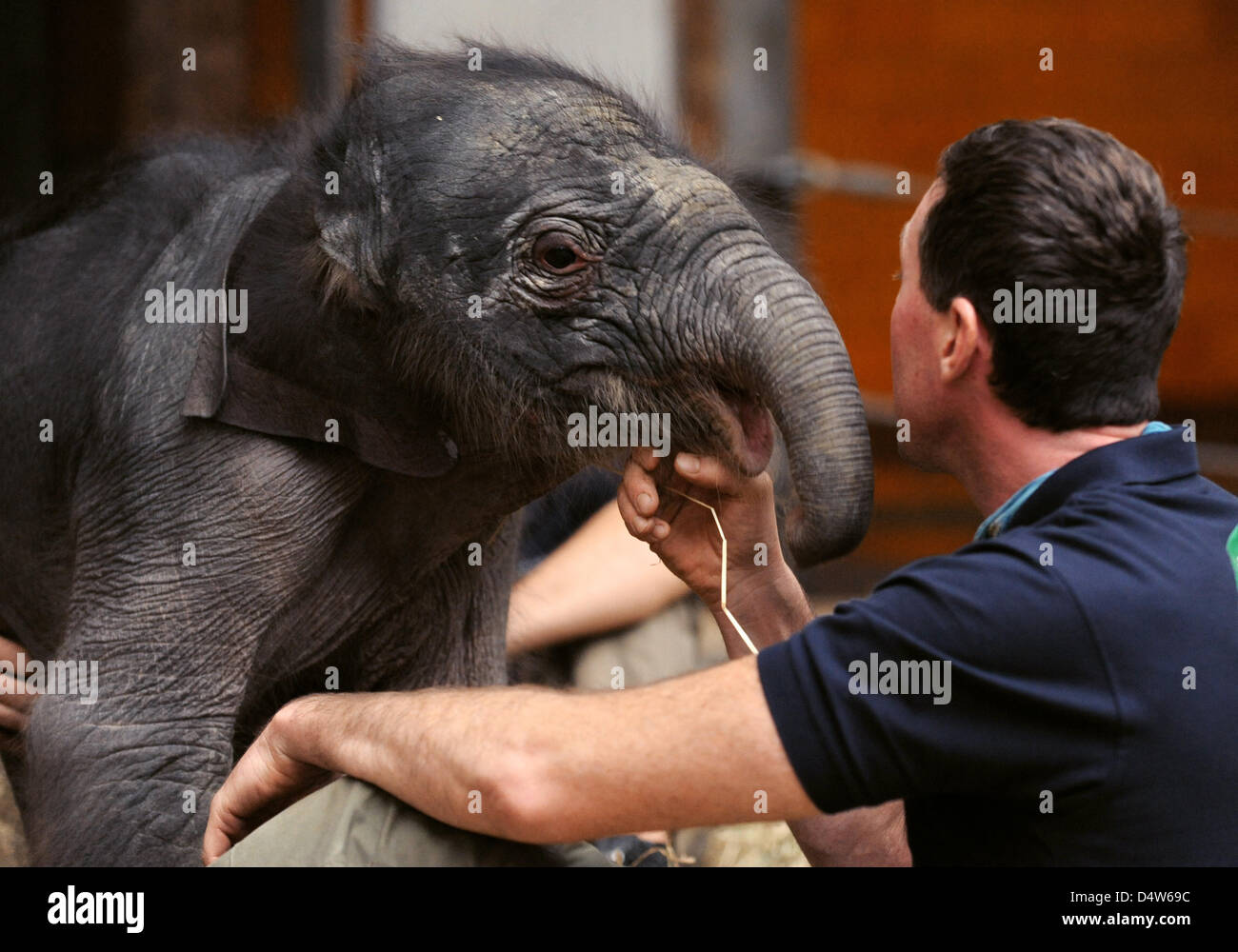 Ein Torwart spielt mit Elefantenbaby Jamuna Toni auf einem Presse-Event im Zoo Hellabrunn in München, 23. Dezember 2009. Der Elefant war Bron am 21. Dezember 2009 bereits 112 kg wiegt und vom 24. Dezember ab erkennbar. Foto: TOBIAS HASE Stockfoto