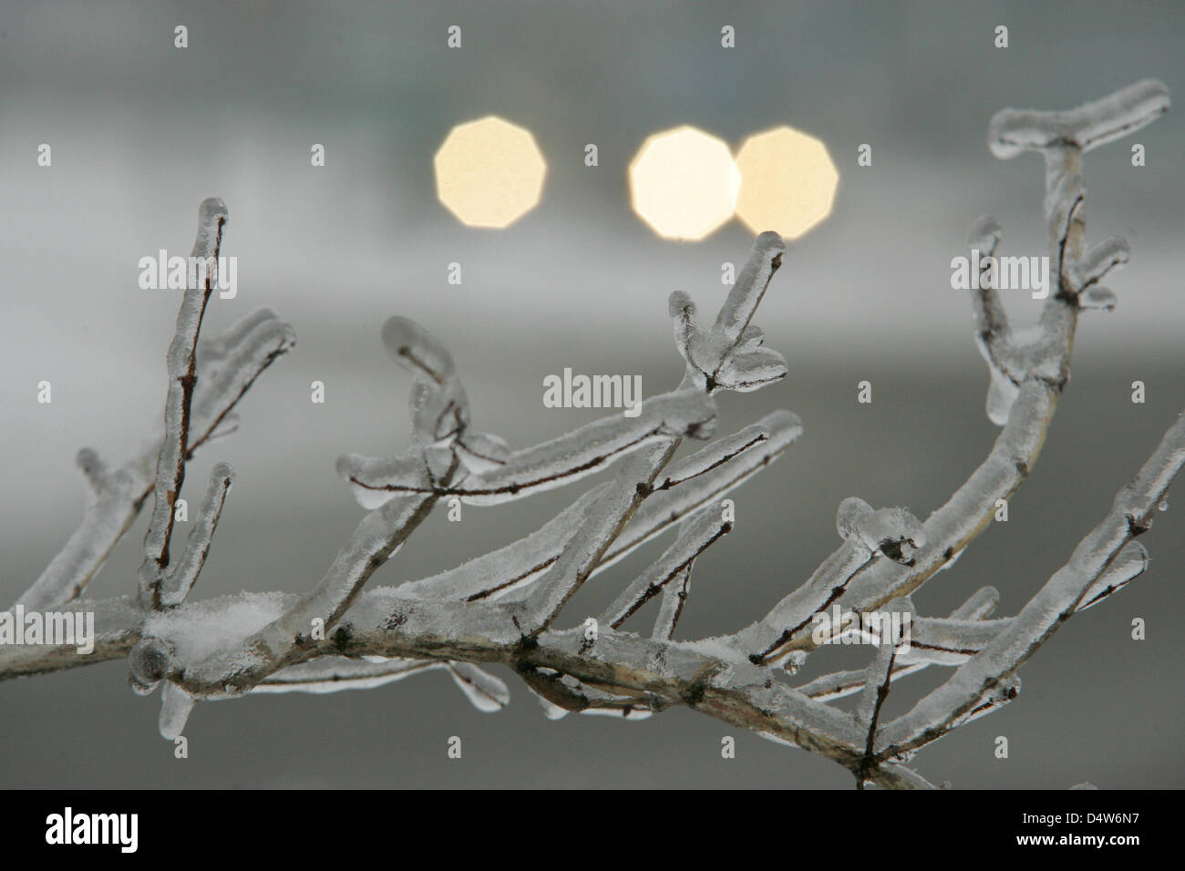 Die Äste eines Baumes fallen in Eis in Wernigerode, Deutschland, 31. Dezember 2009. Gefrierender Regen im Harz verursacht vereisten Straßen und viele Unfälle. Foto: Matthias Bein Stockfoto