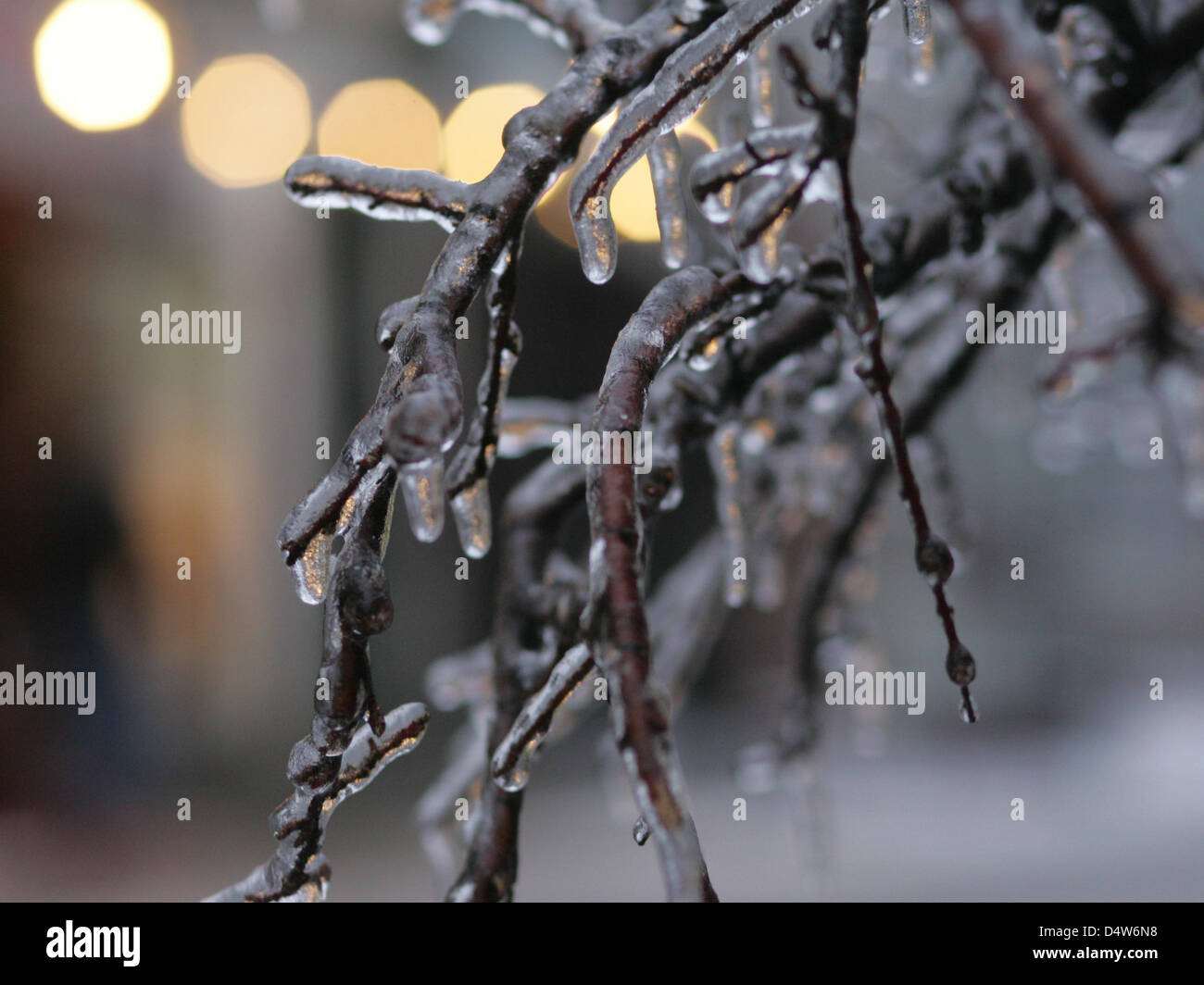 Die Äste eines Baumes fallen in Eis in Wernigerode, Deutschland, 31. Dezember 2009. Gefrierender Regen im Harz verursacht vereisten Straßen und viele Unfälle. Foto: Matthias Bein Stockfoto