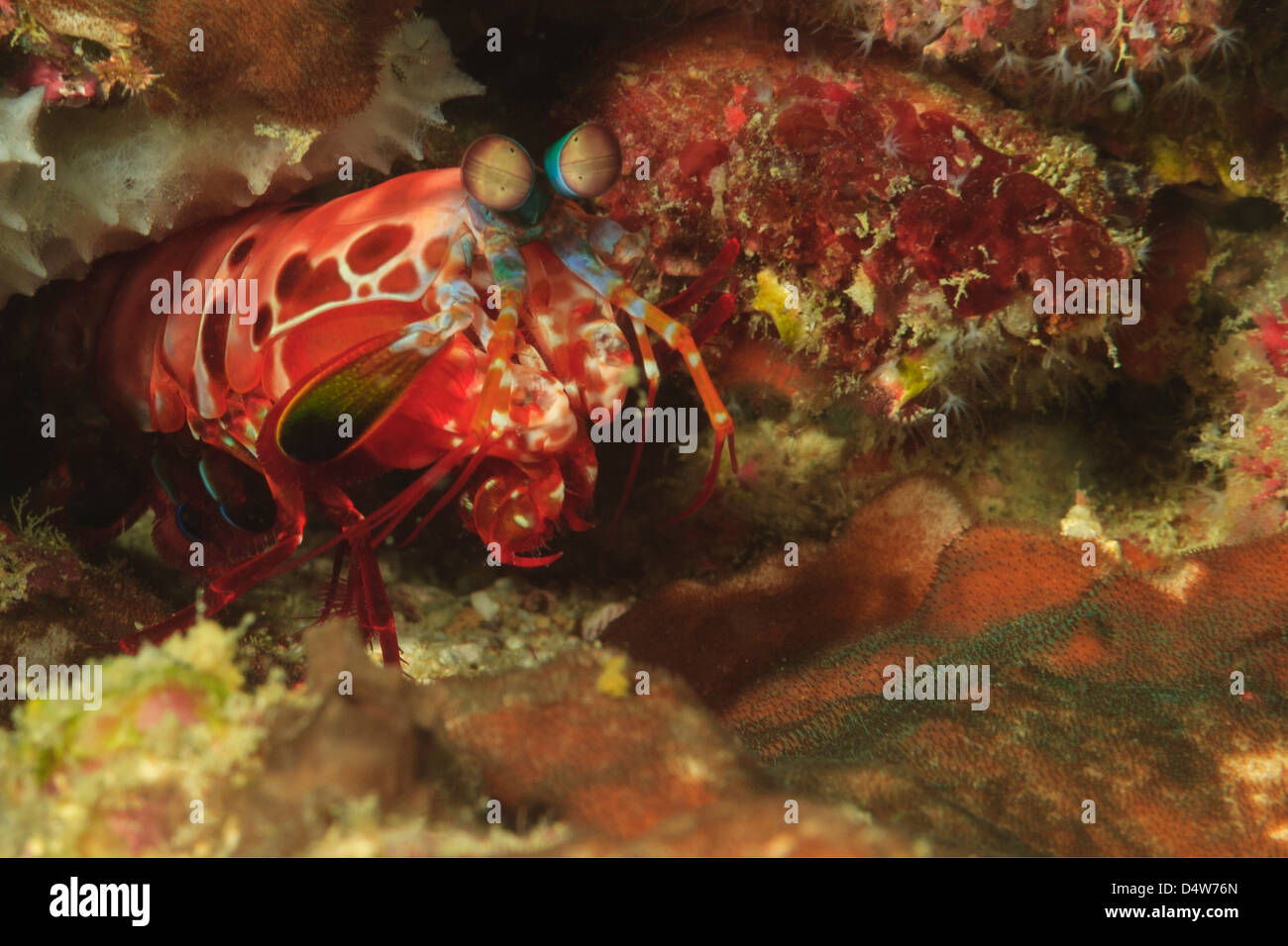 Nahaufnahme von Mantis Shrimp in Koralle Stockfoto
