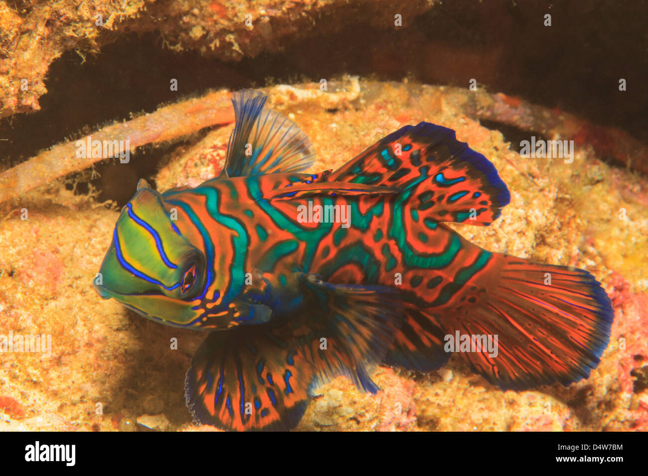 Mandarienenfische Schwimmen im Korallenriff Stockfoto