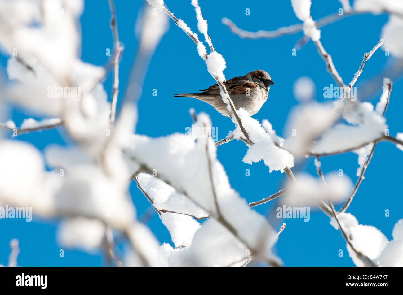 Ein Vogel oben in einem Baum versteckt bedeckt im Schnee mit blauem Hintergrund. Stockfoto