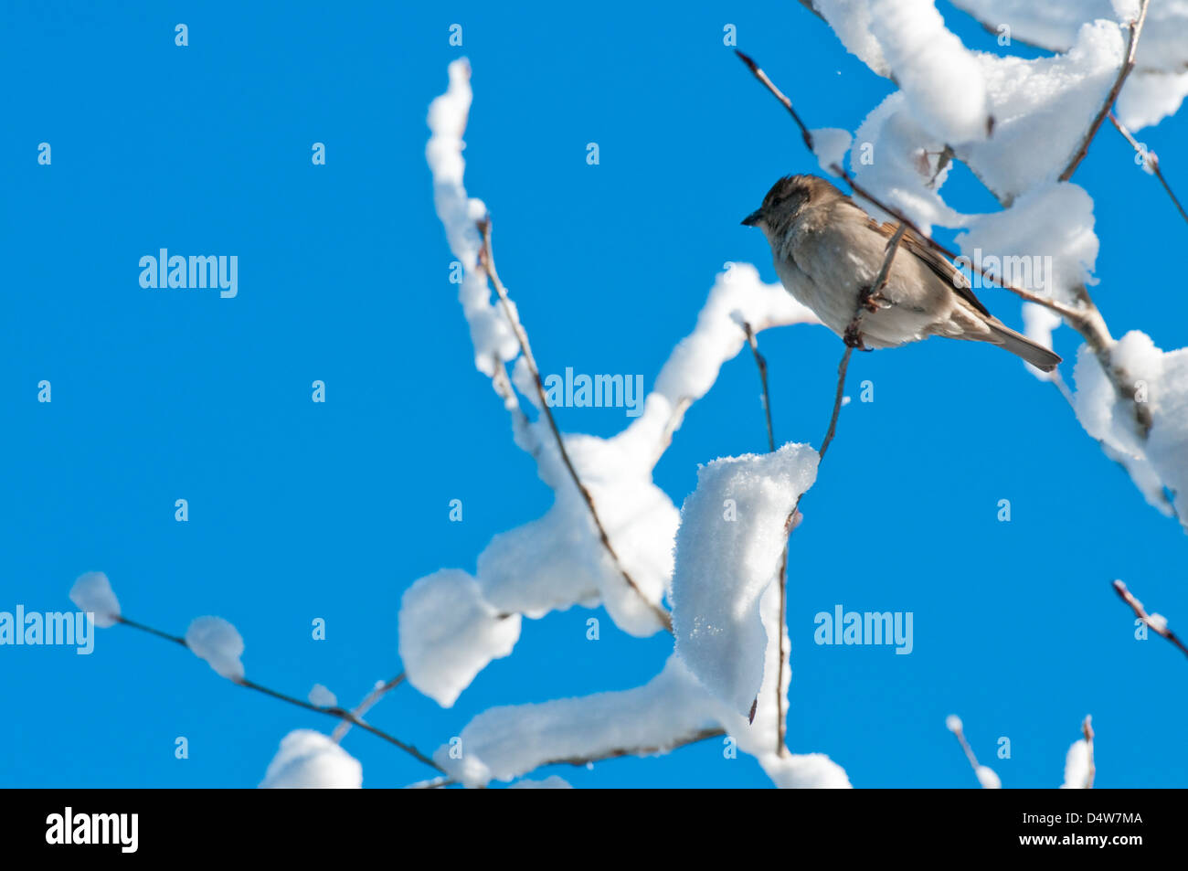 Ein Vogel auf einem Baum bedeckt im Schnee mit blauem Hintergrund. Stockfoto