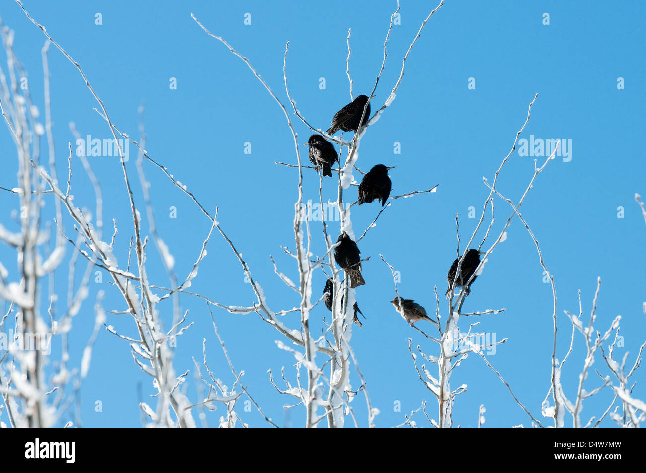 Mehrere Vögel in einem Baum mit Schnee bedeckt mit blauen Himmel im Hintergrund. Stockfoto