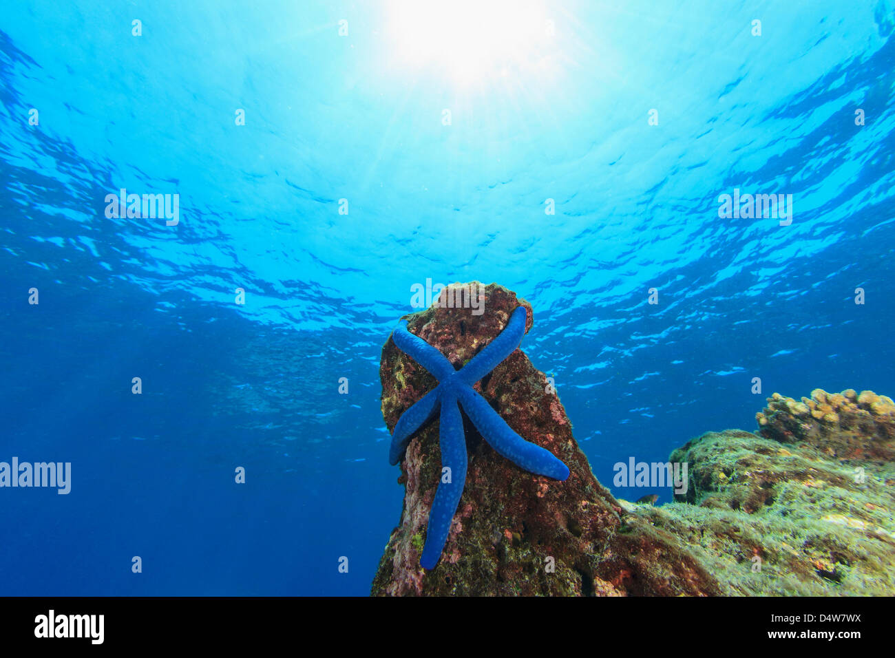 Blauer Seestern am Korallenriff Stockfoto