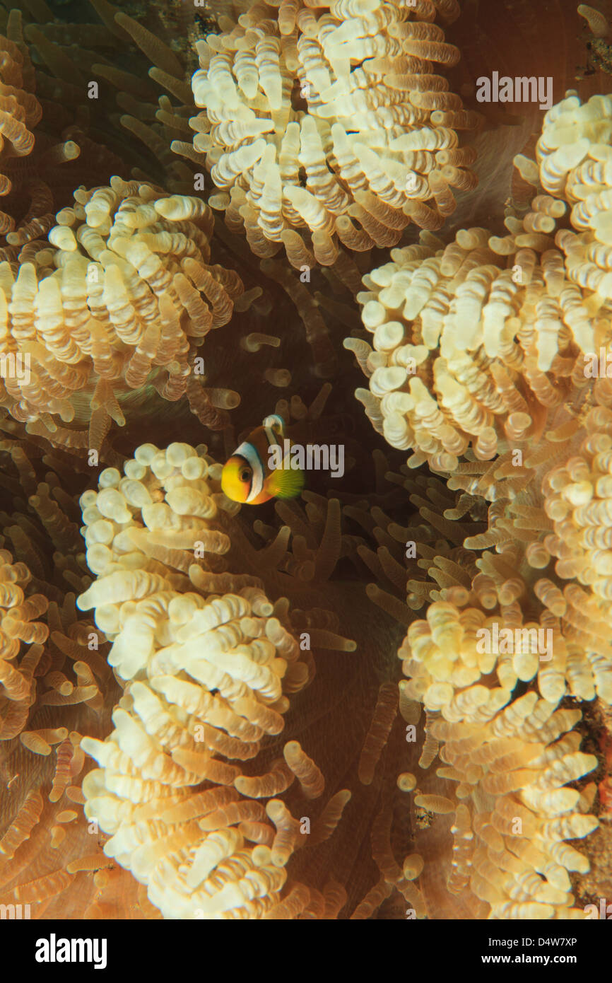 Anemonenfische Schwimmen im anemone Stockfoto