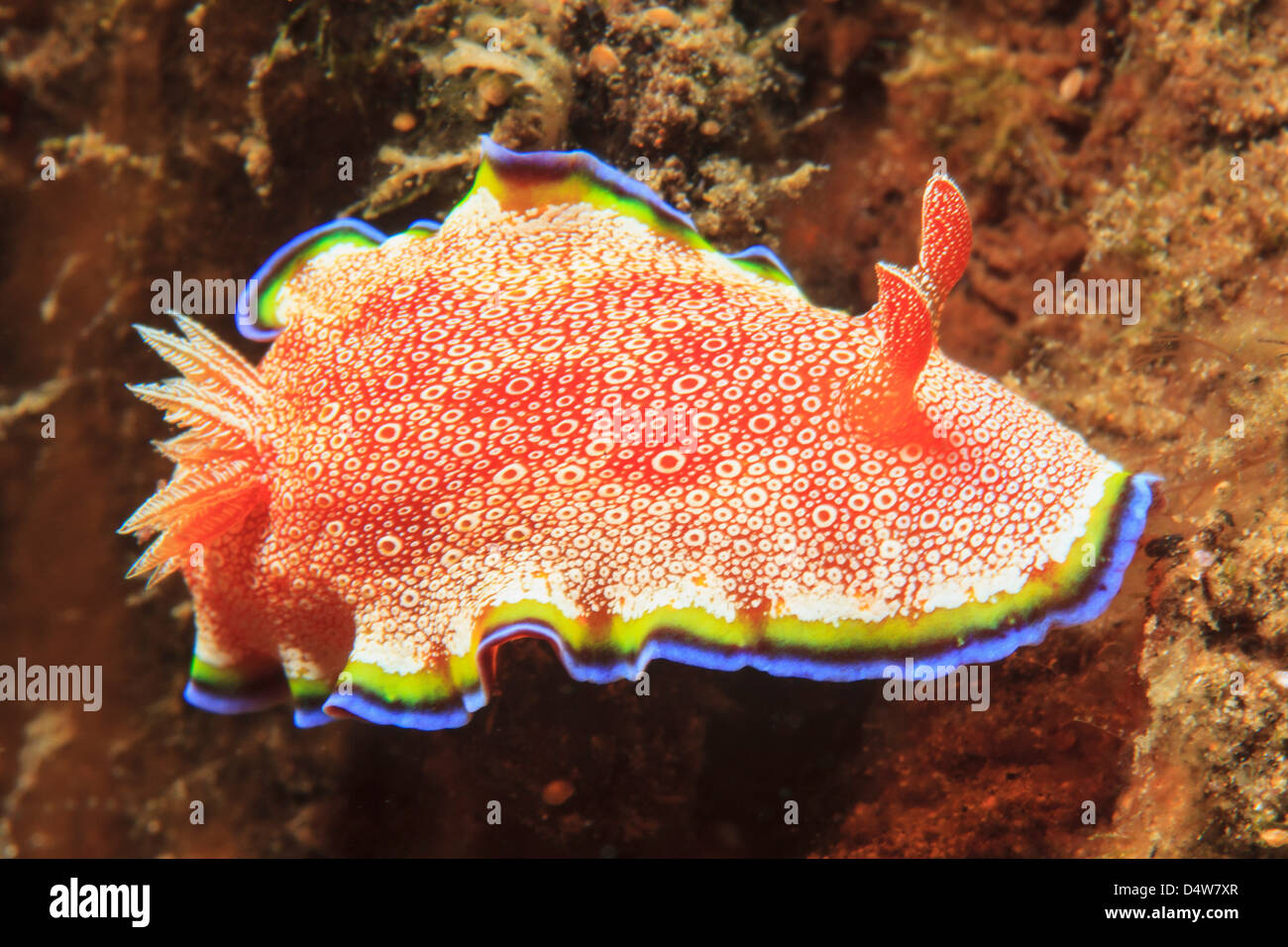 Nahaufnahme von Nacktschnecken am Korallenriff Stockfoto