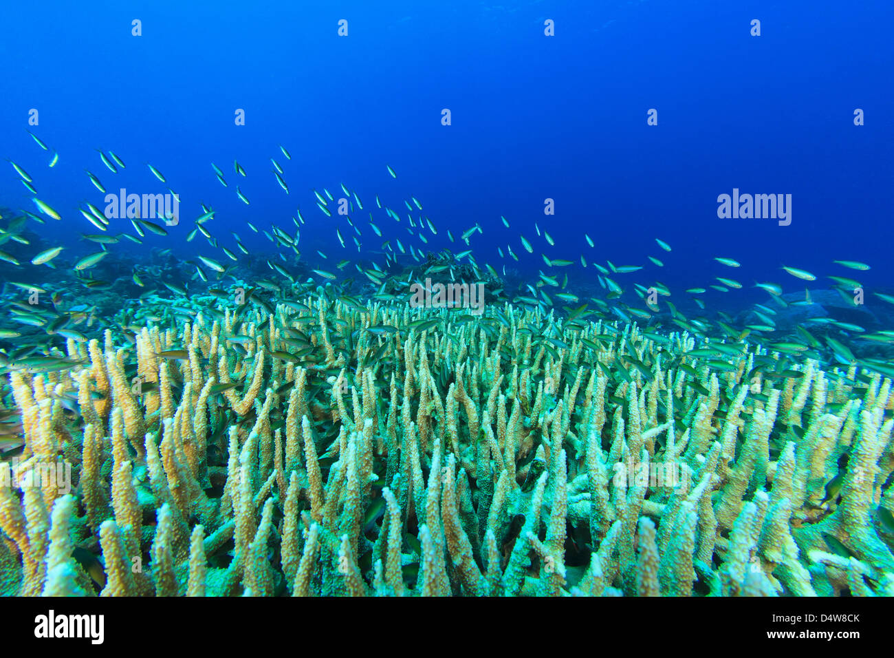 Fische schwimmen im Korallenriff Stockfoto