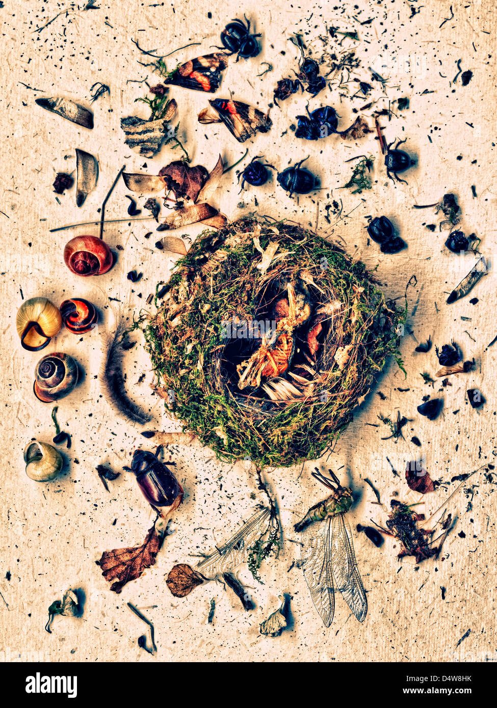 Pflanzen und Insekten um nest Stockfoto