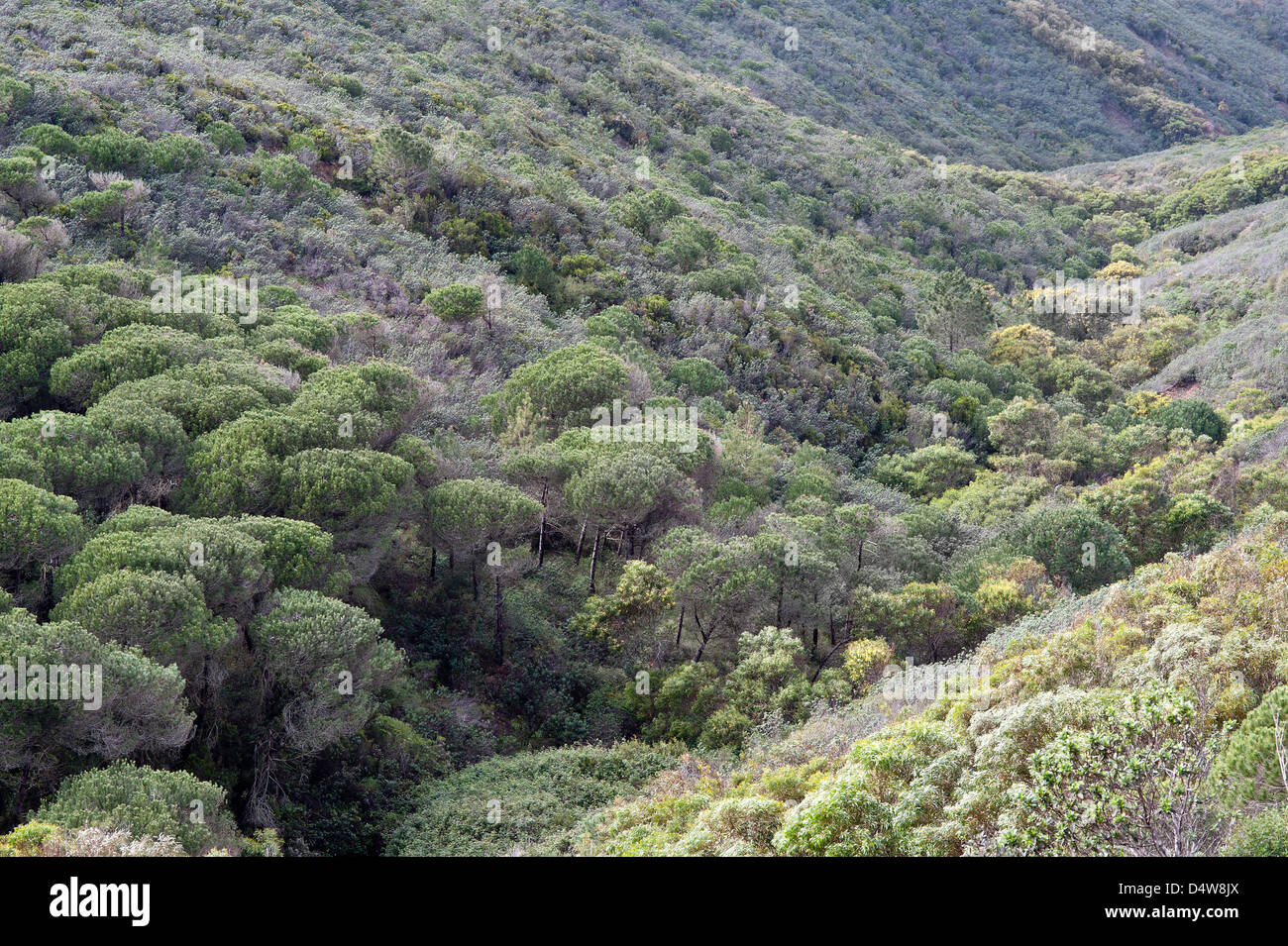Kiefer Wald Lebensraum Trilho Ambiental do Castelejo nahe Vila Do Bispo Costa Vicentina Algarve Portugal Europa Anfang März Stockfoto